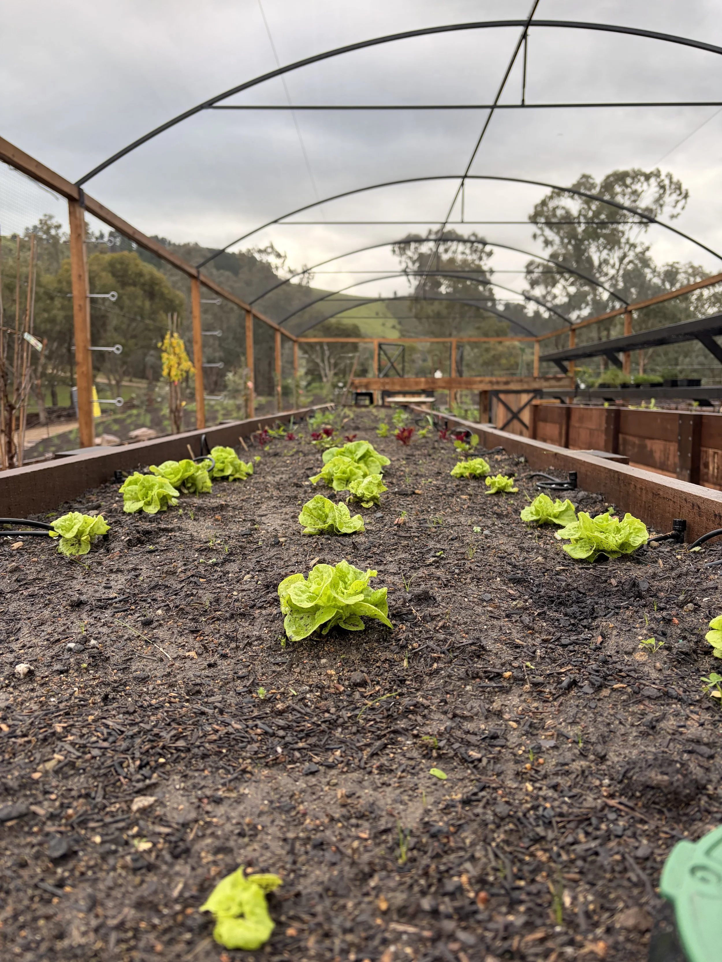 Lettuce veggie bed .jpeg
