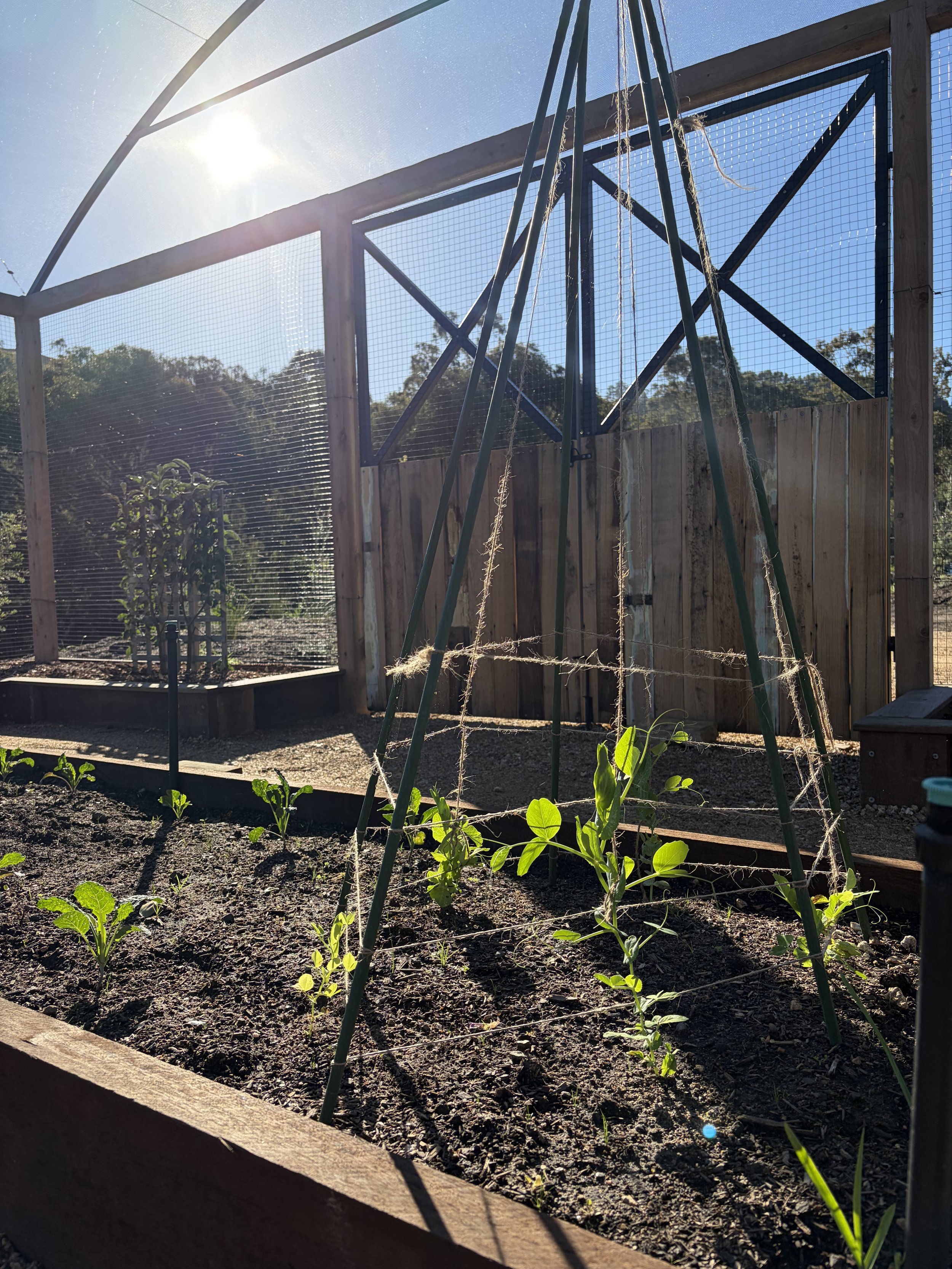 Snow pea veggie bed .jpeg