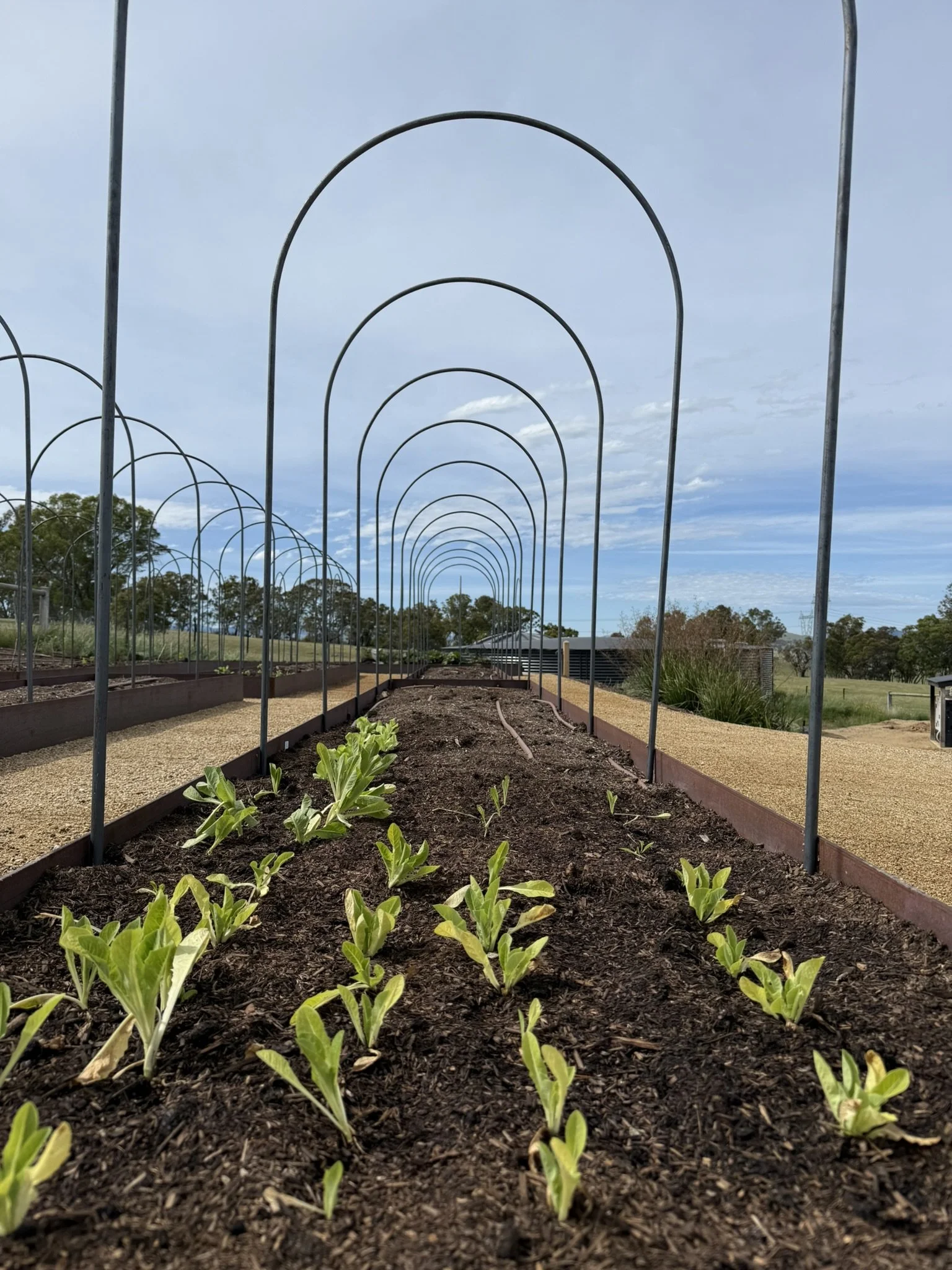 Open veggie beds .jpeg