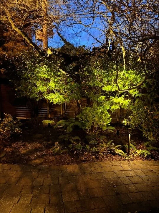 east_vancouver_tree_uplighting.jpg