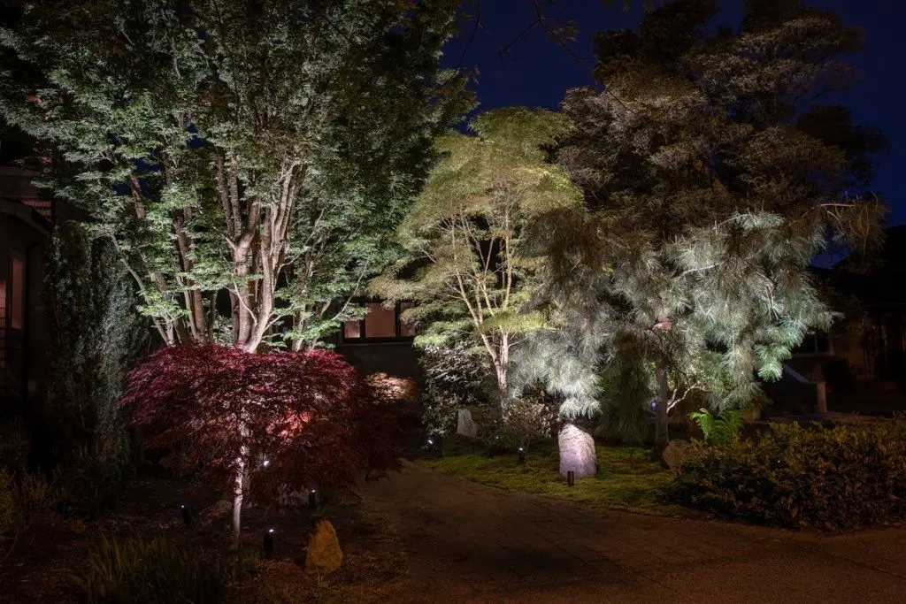 garden-tree-uplighting-vancouver-night-landscape.png