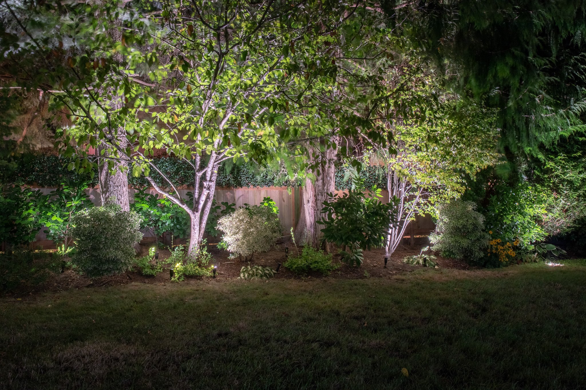 backyard tree lighting in north vancouver bc.jpg
