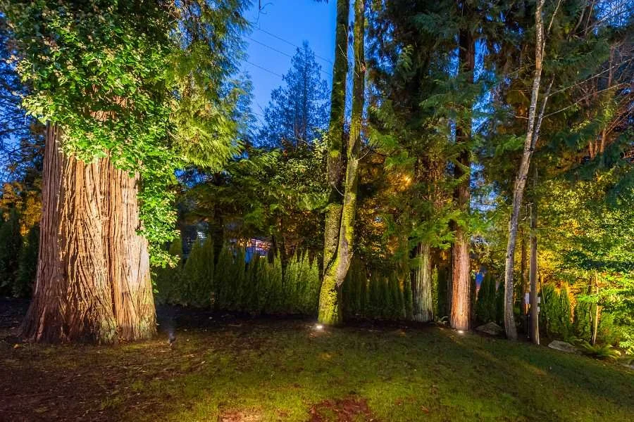 Landscape lighting in Vancouver showcasing illuminated cedar and fir trees in a forested backyard