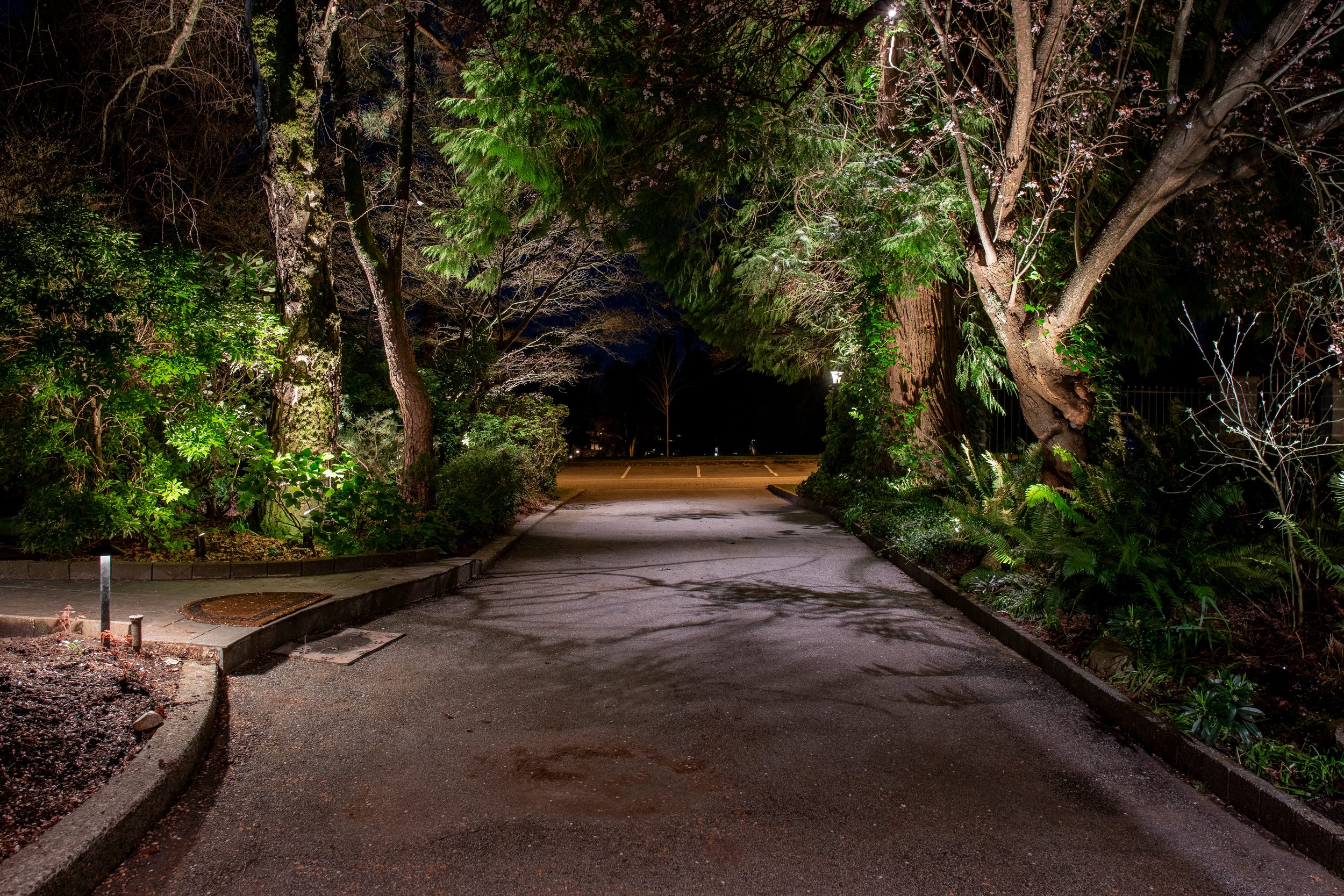 Tree lined driveway with up lights and down lights