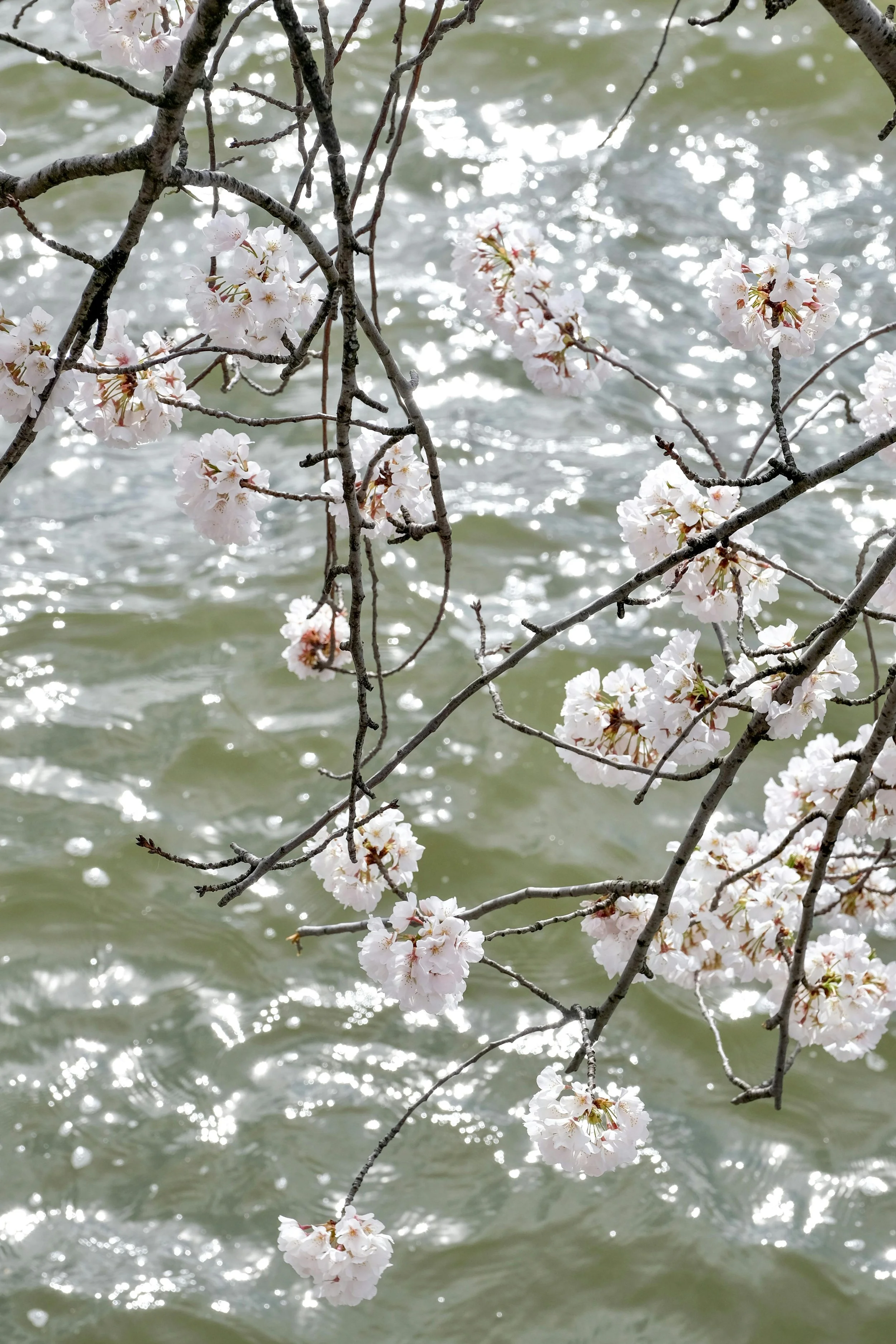Cherry blossom tree branches with pink flowers over water with sunlight reflections.