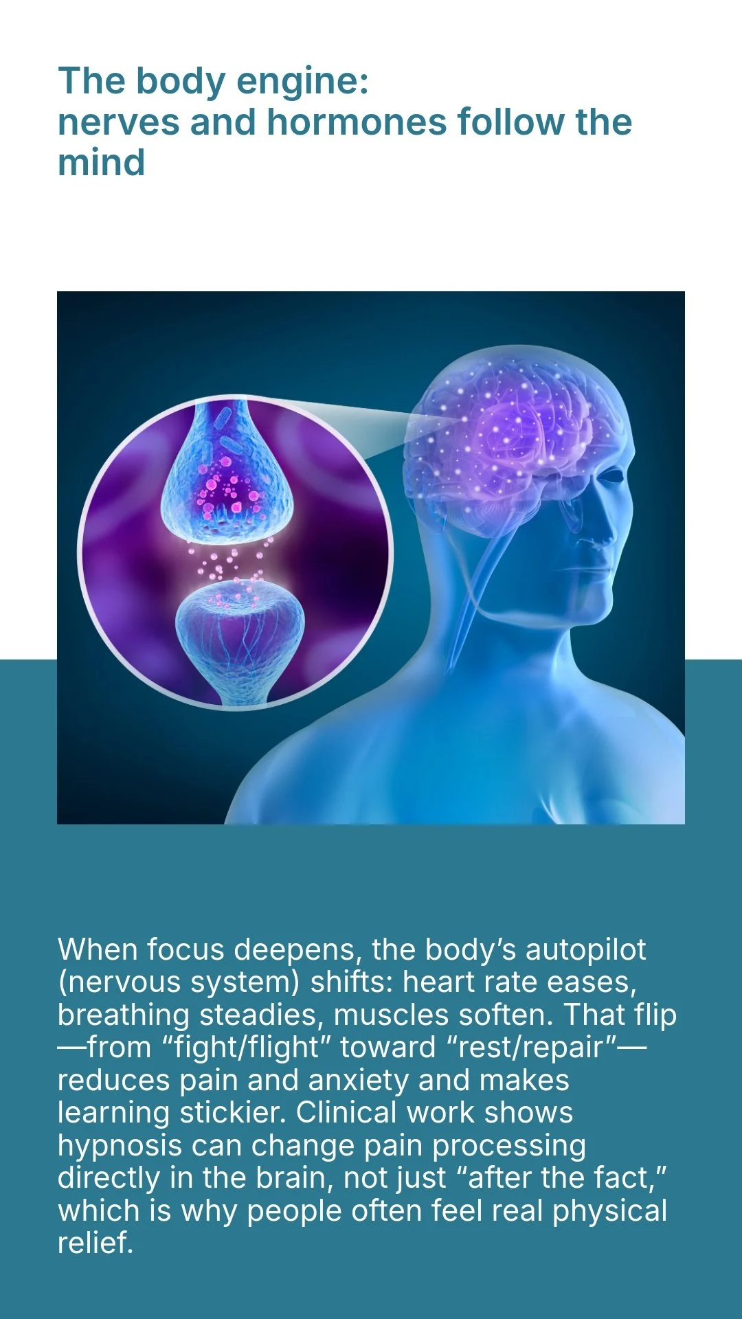Hypnosis and Hypnotherapy affect on the human brain and nervous system highlighting neural activity and the connection between nerves and hormones, with a focus on the body's response to stress and relaxation.