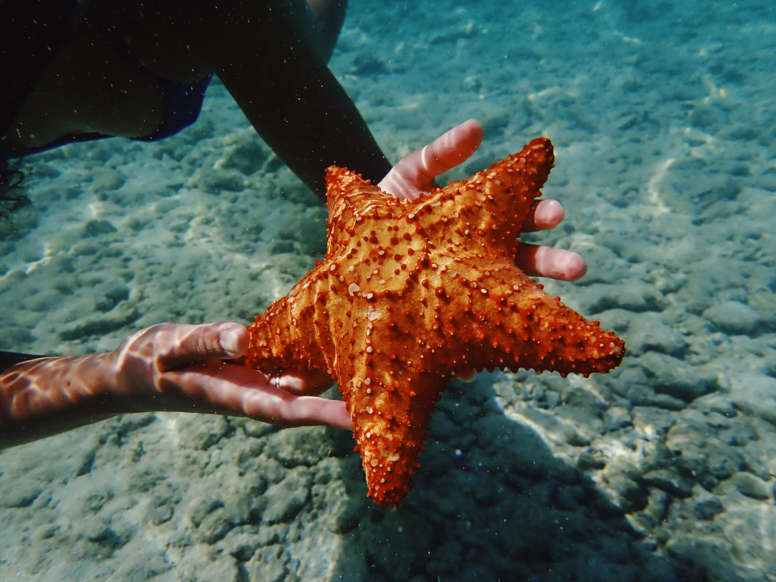 A person holding a large, vibrant orange starfish underwater.