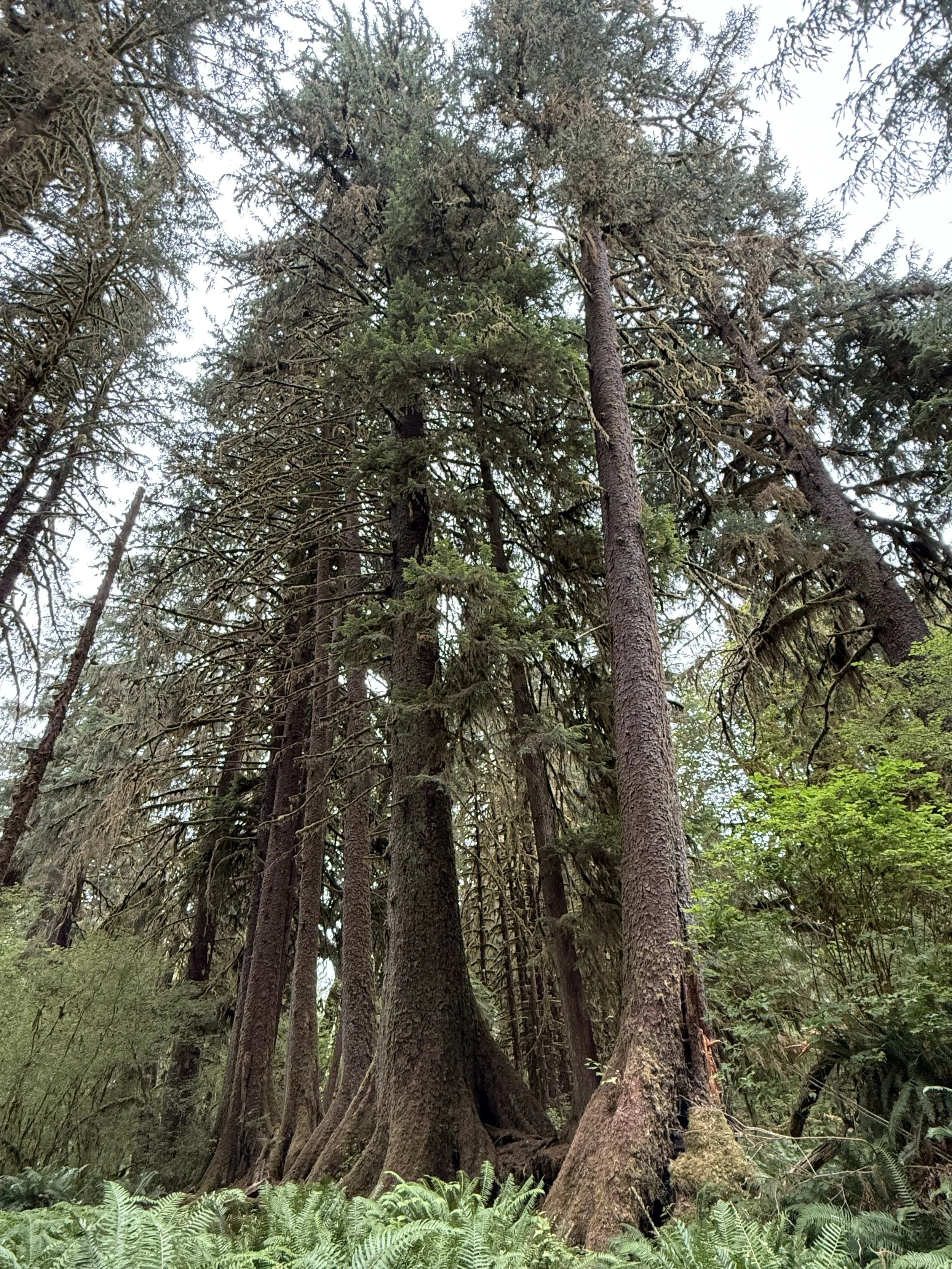 Tall evergreen trees in a forest with green ferns at the base, cloudy sky overhead.