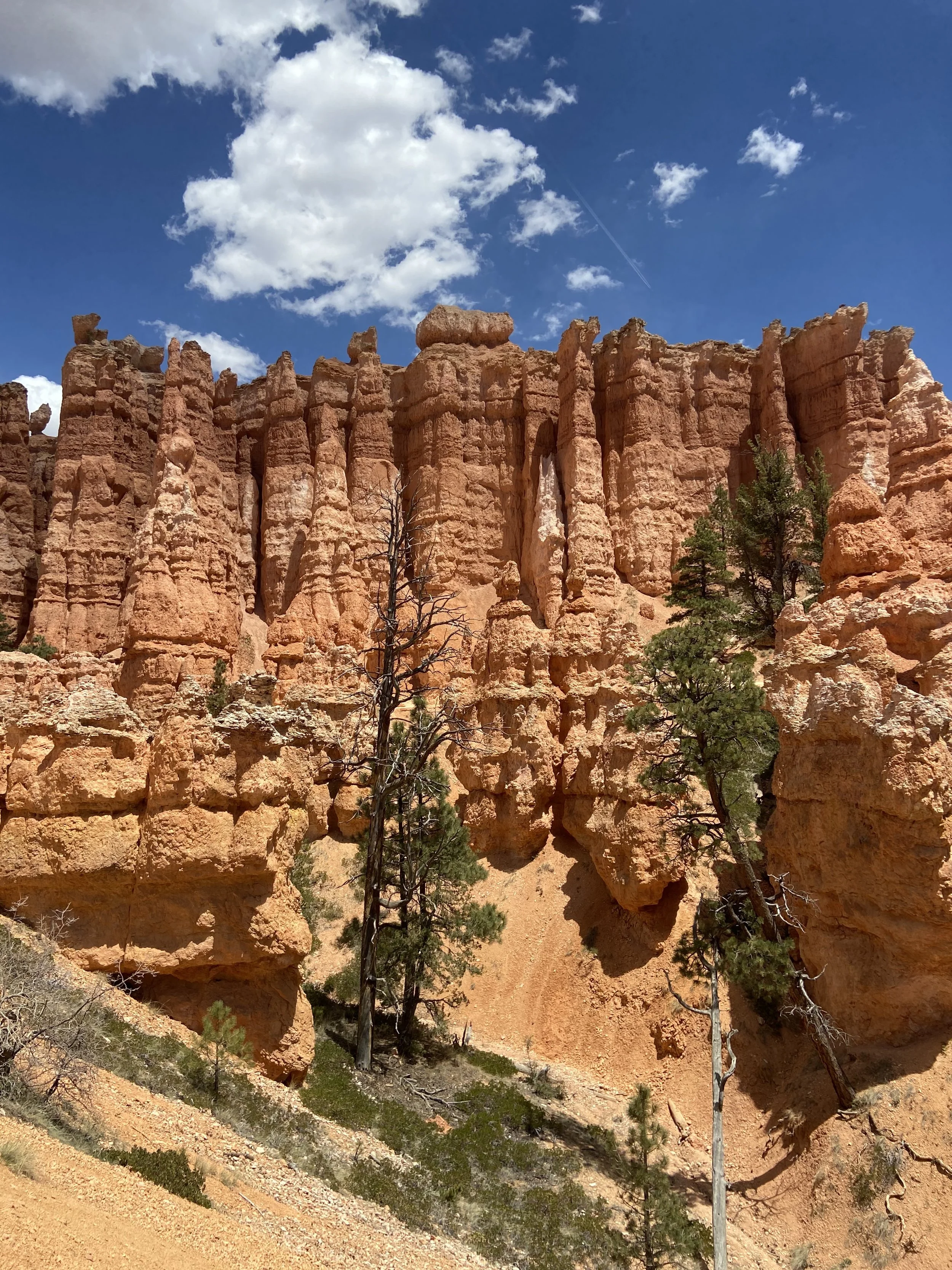 Red rock formations with a bright blue sky and white clouds, sparse green trees in a desert landscape.