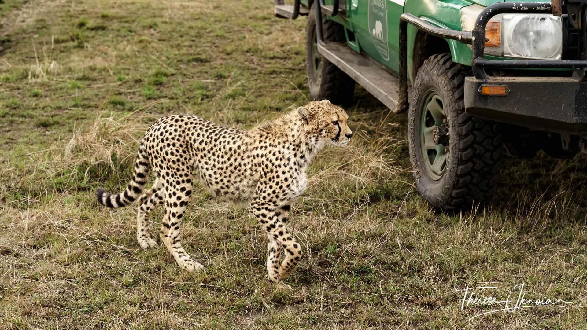 A cheetah walks by a safari vehicle in Kenya