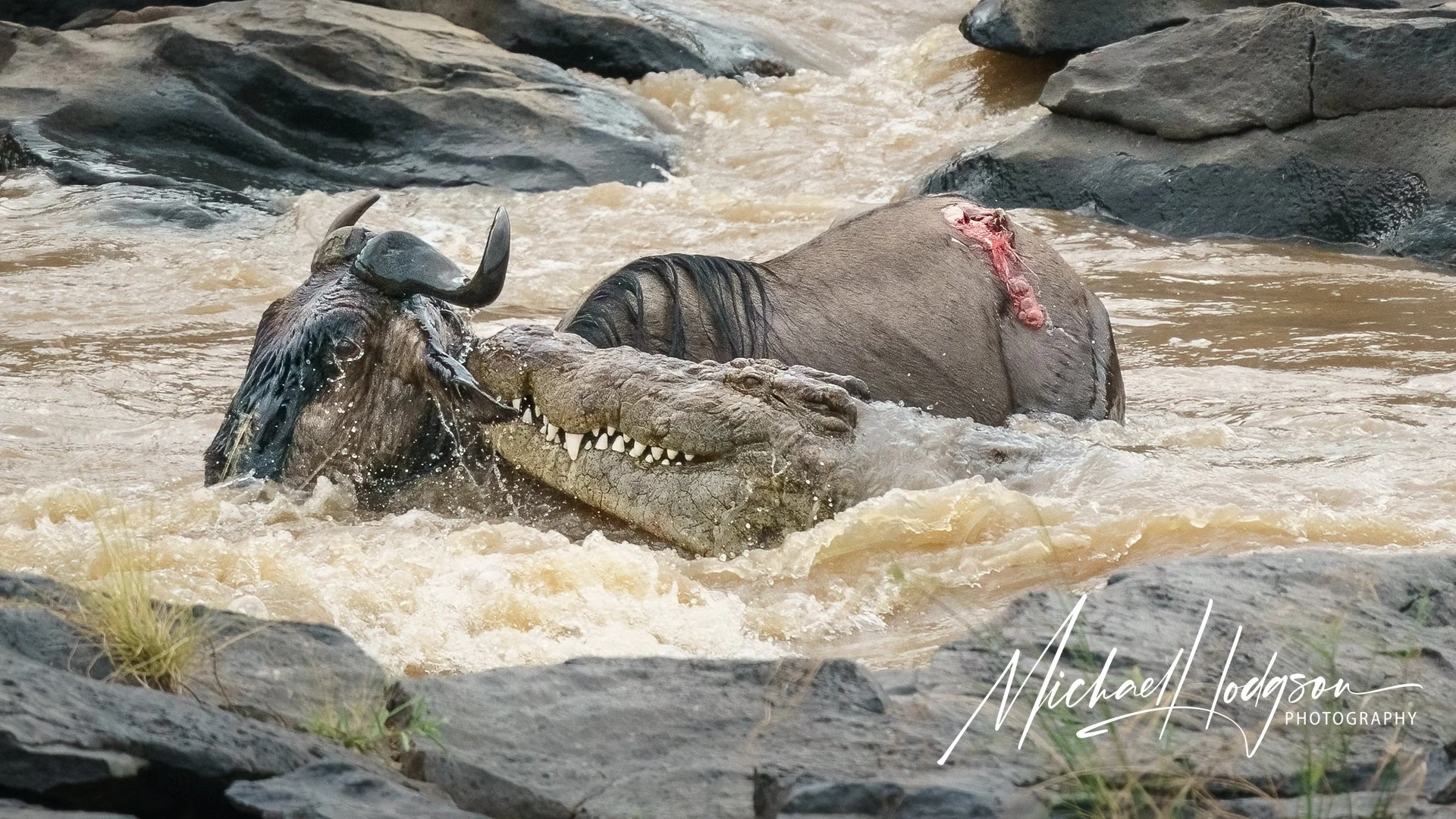 Death of a wildebeest: Great Migration crocodile attack