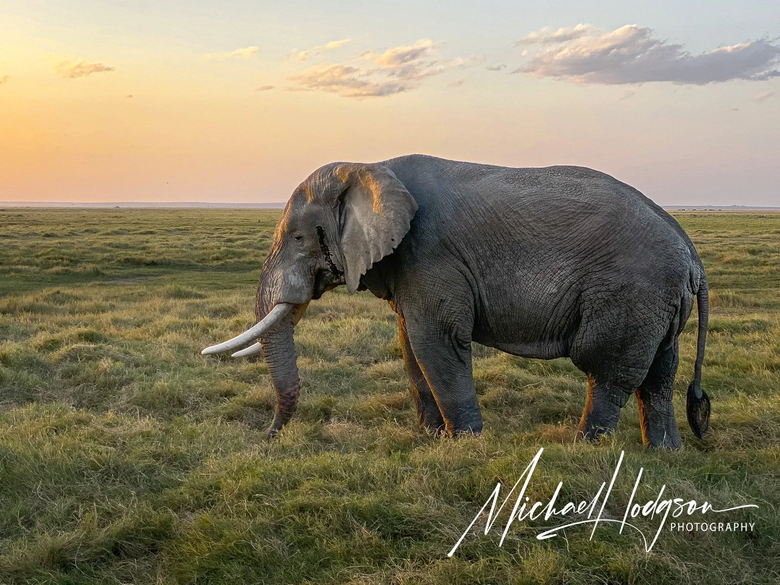 African-Bull-Elephant-Sunset-Amboseli-Kenya.jpg