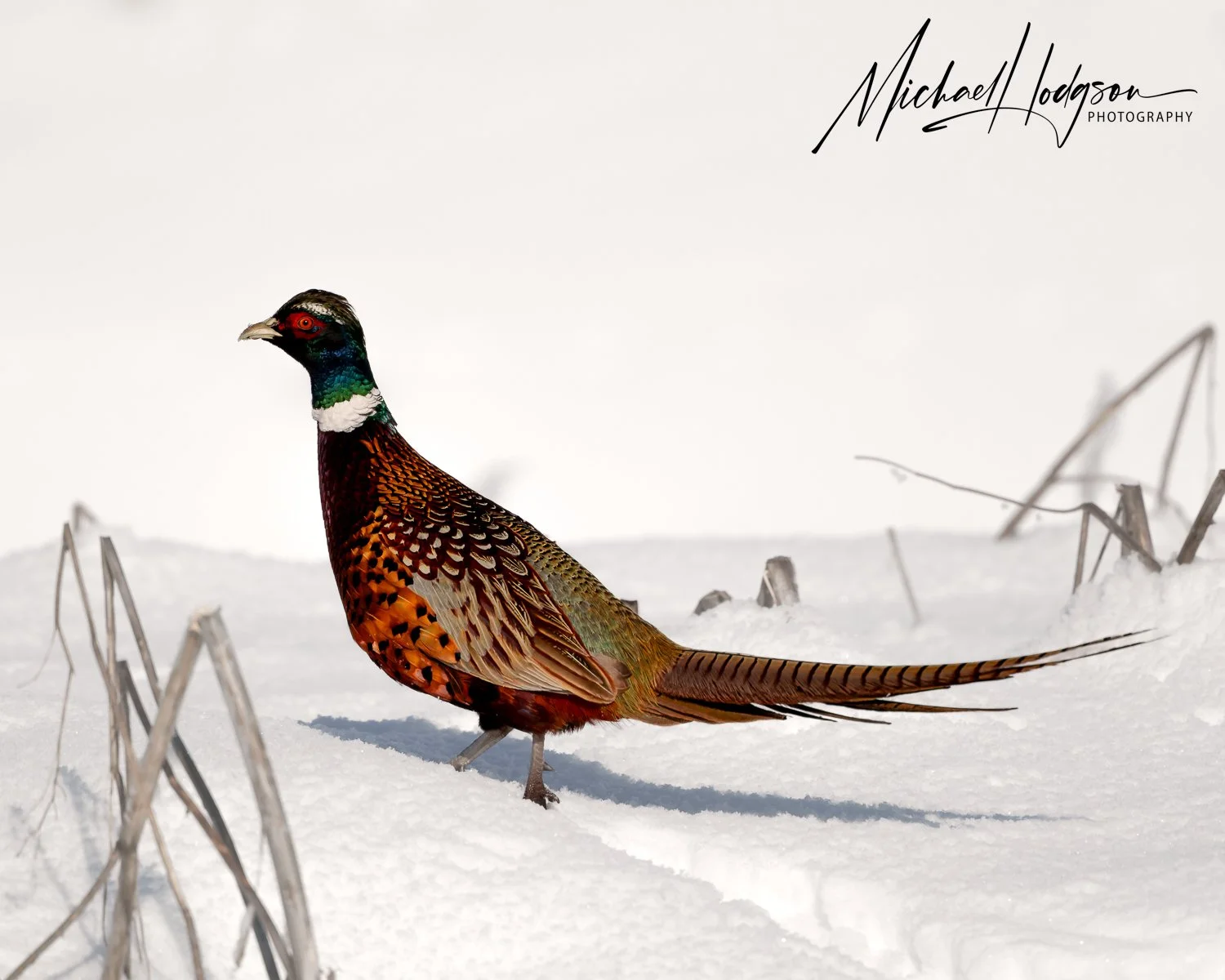 A male ring-necked pheasant wading through deep snow, bright colors like a jewel against the bright white background.