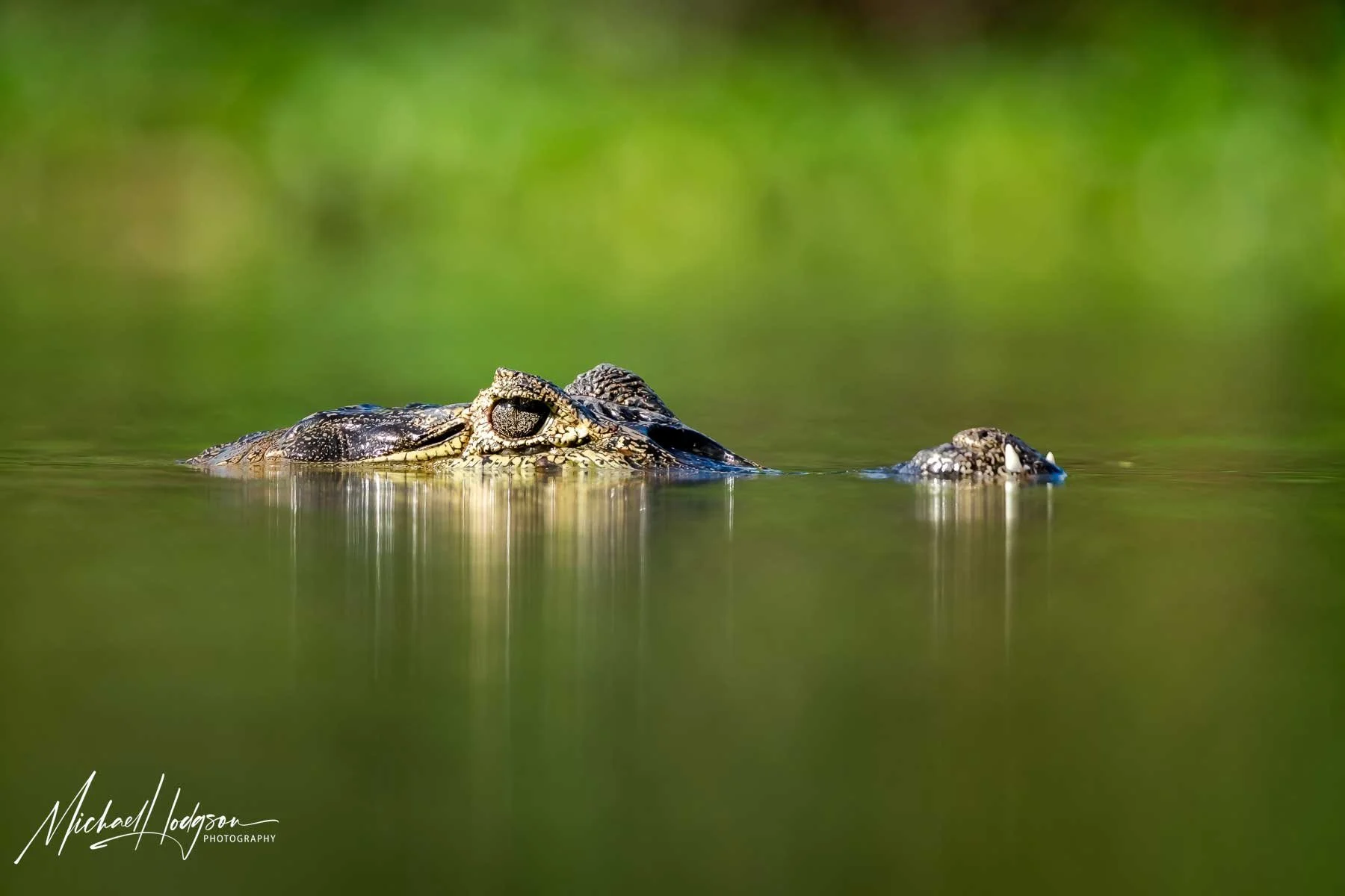 A yacare caiman with just eyes and snout above the water. 
