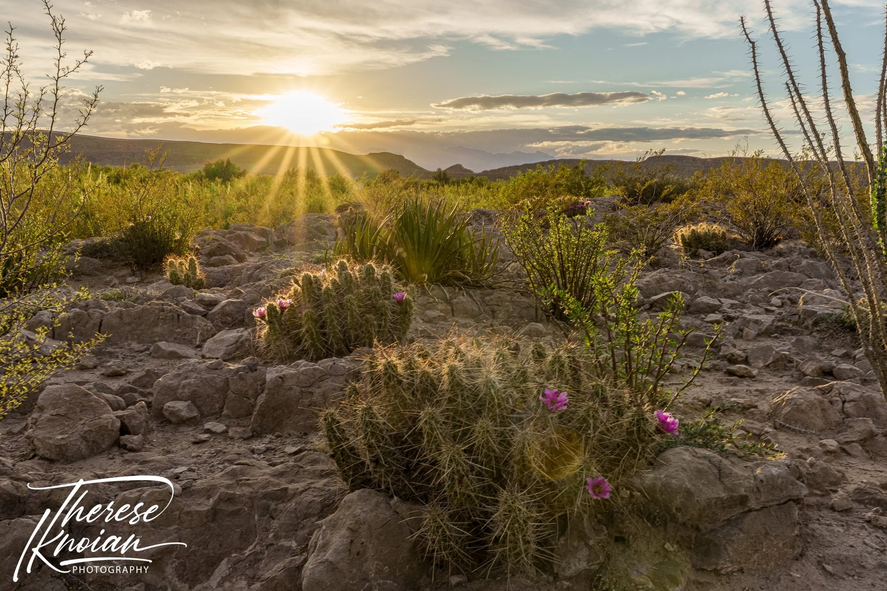 Cactus flowers and ocotillo at sunset along the Rio Grande Nature Trail in Big Bend National Park.