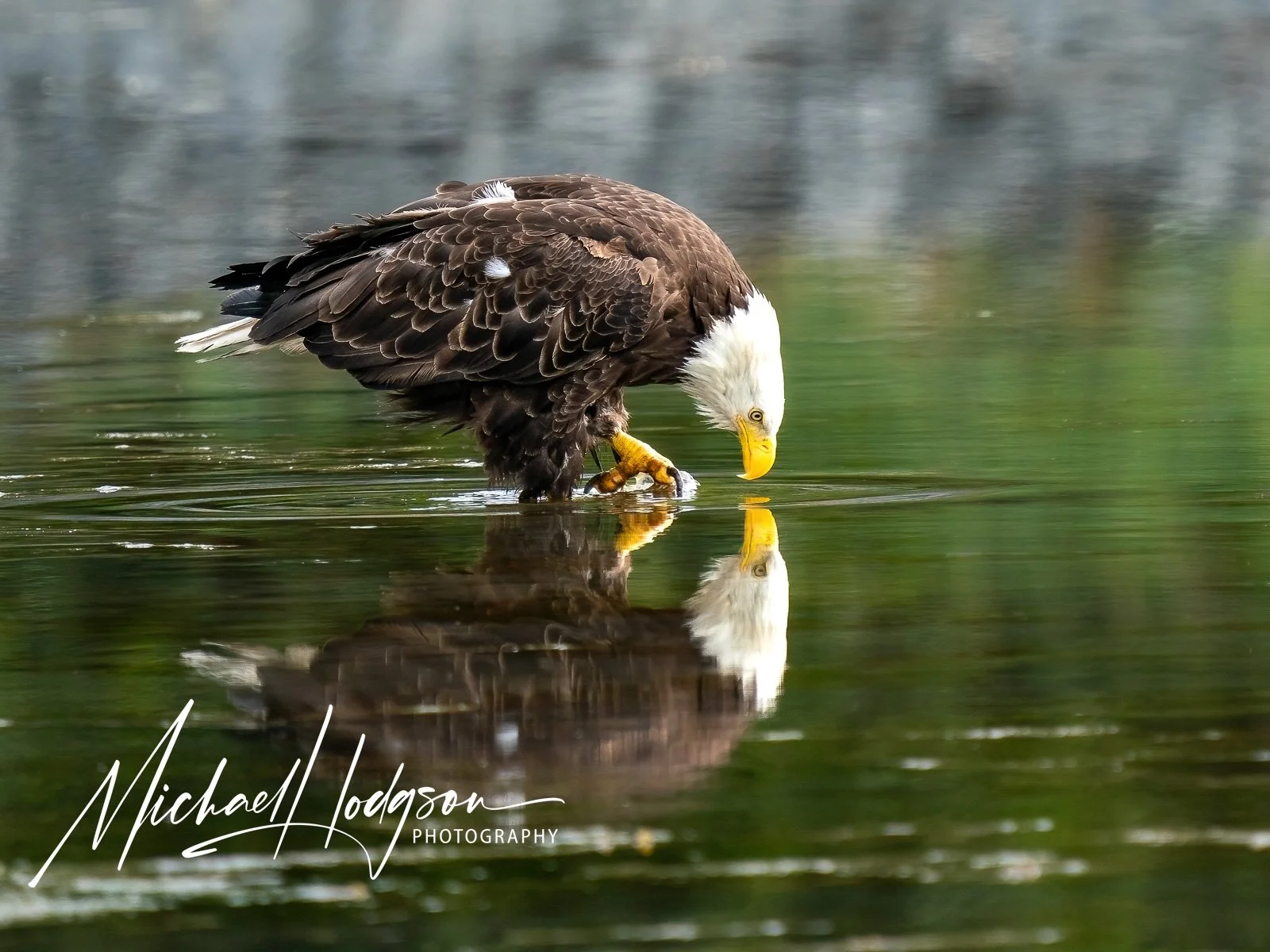 How to take better wildlife photos: 9 practical tips