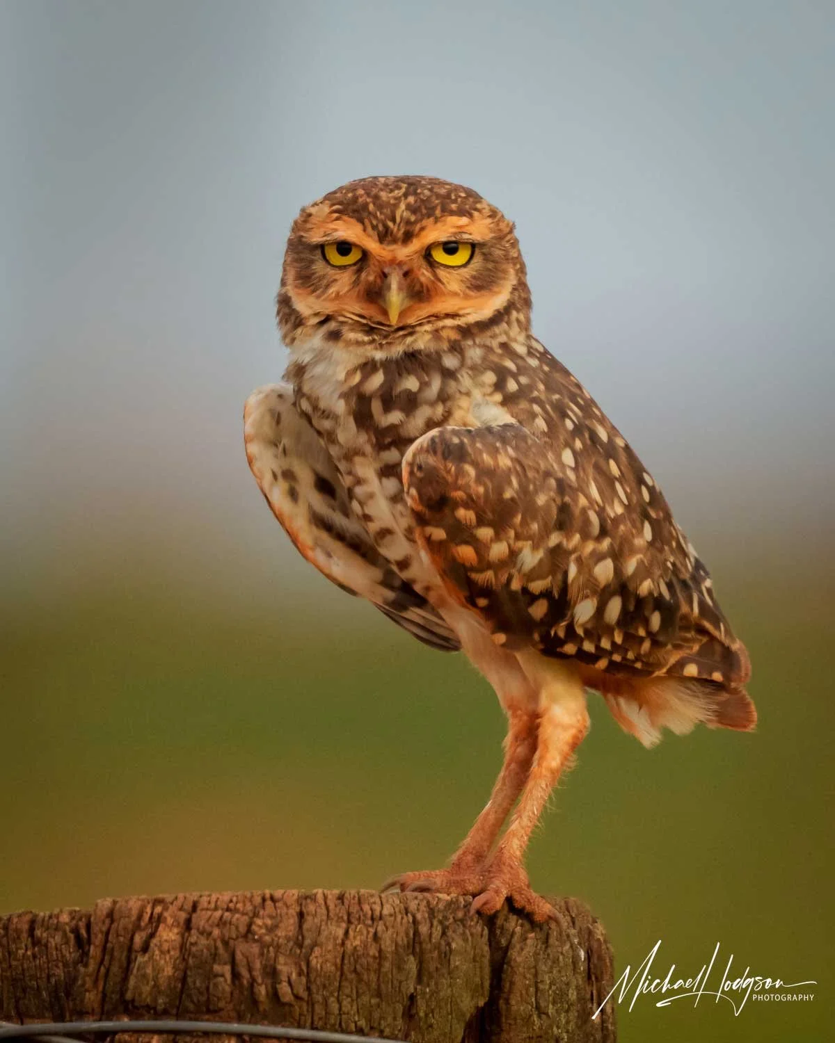 A burrowing owl frowns at the camera while standing on a fence post