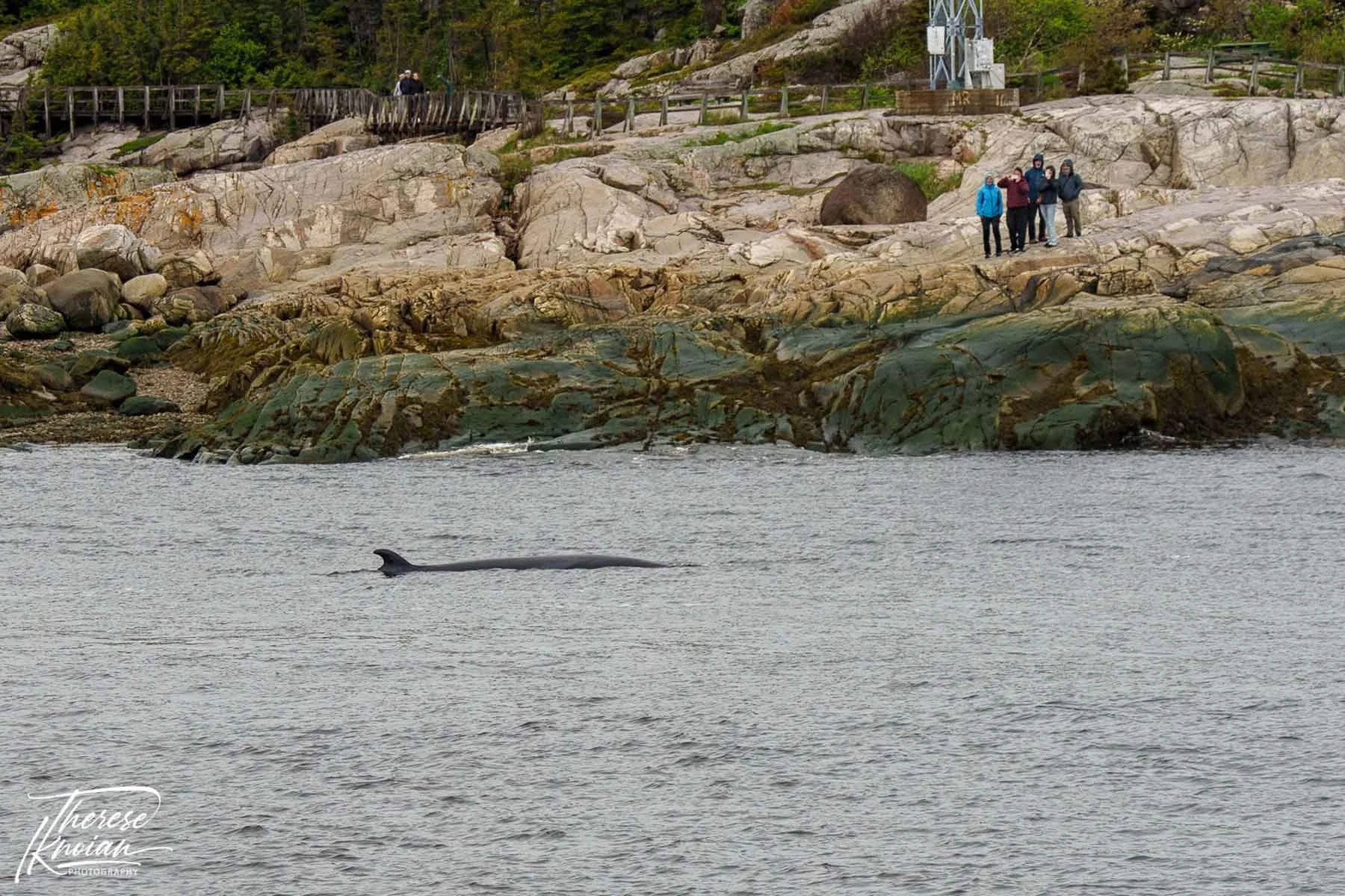Whale watching from the shoreline on the St Lawrence River