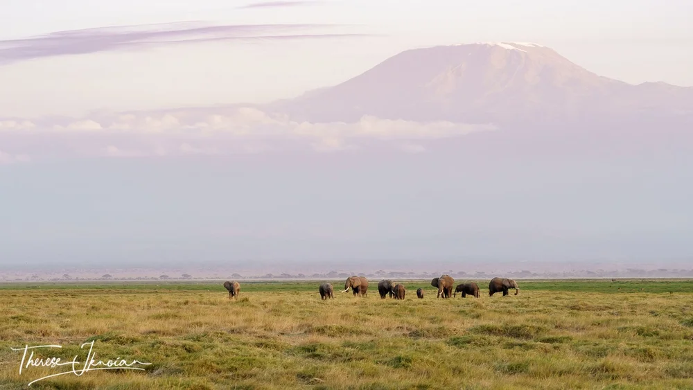 Elephants in Amboseli Kilimanjaro_.jpg