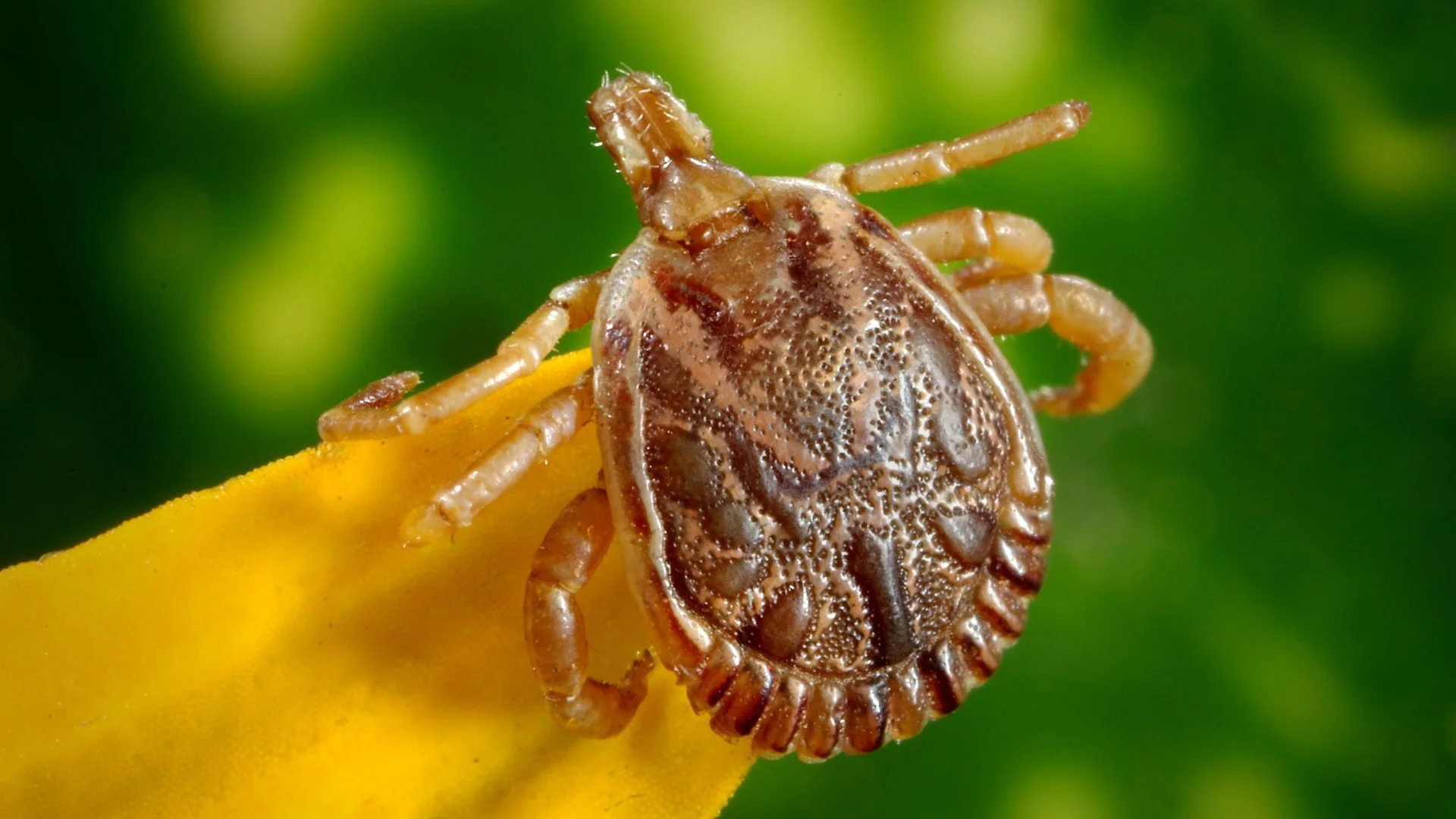 Why I hate ticks (and how to avoid tick bites)