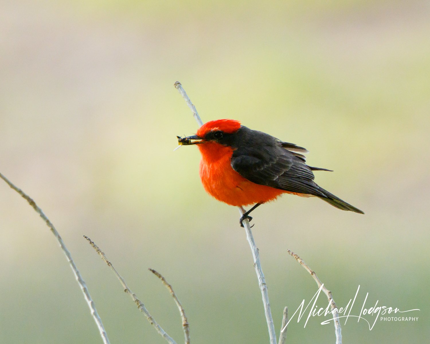 Vermillion flycatcher with a bug in its beak at Daniels Ranch in Big Bend National Park