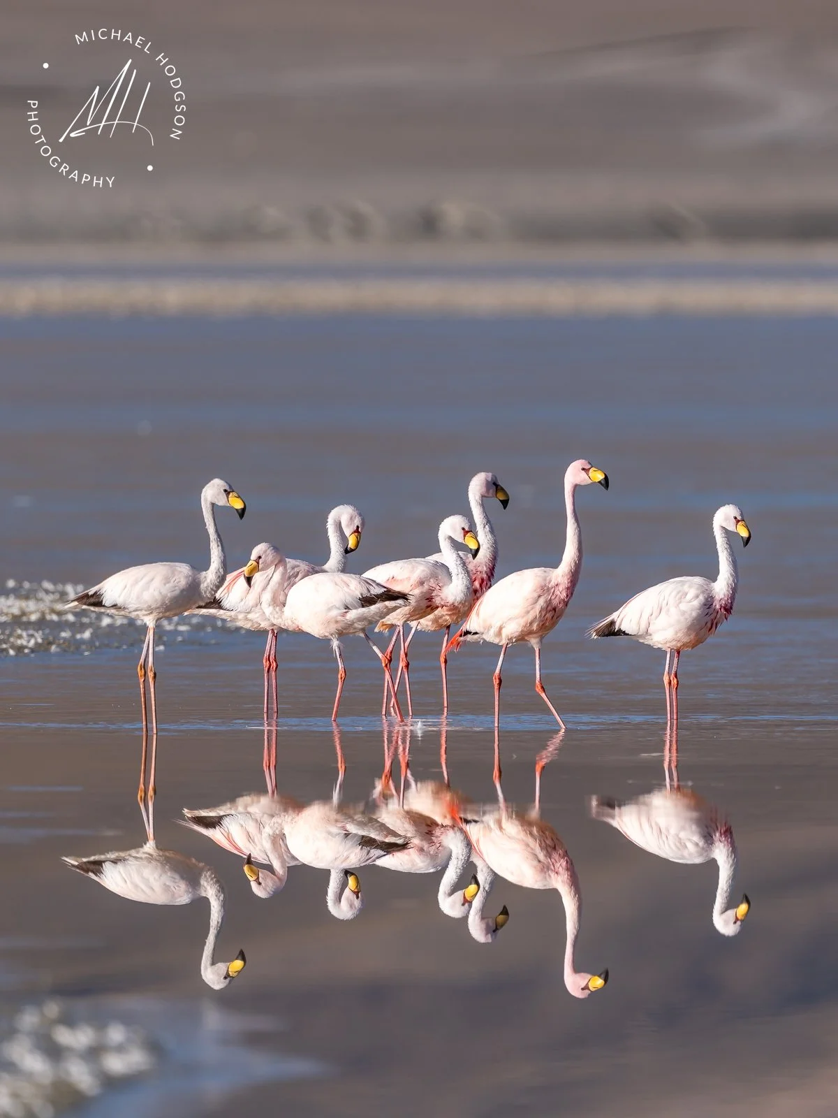 Seven James's flamingos standing in still water creating a near perfect pink reflection.