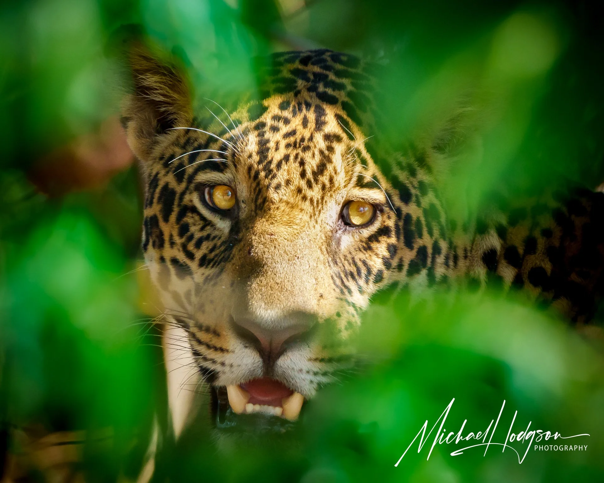 A jaguar peers out of the jungle from behind a veil of leaves, staring at the photographer.
