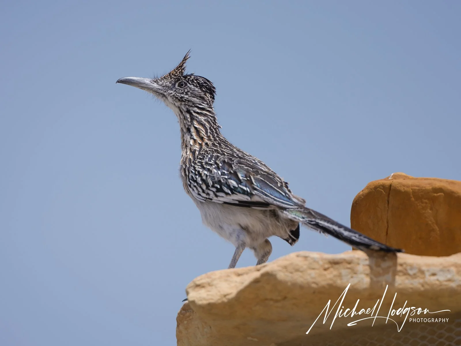 Roadrunner on a roof in Terlingua