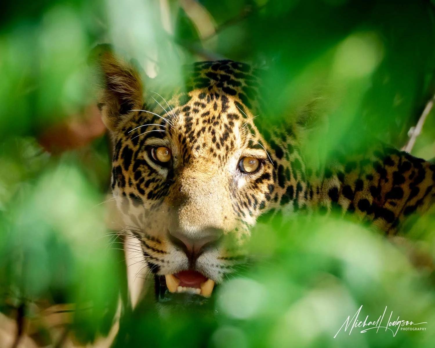 A jaguar stares at the camera from behind a veil of leaves.