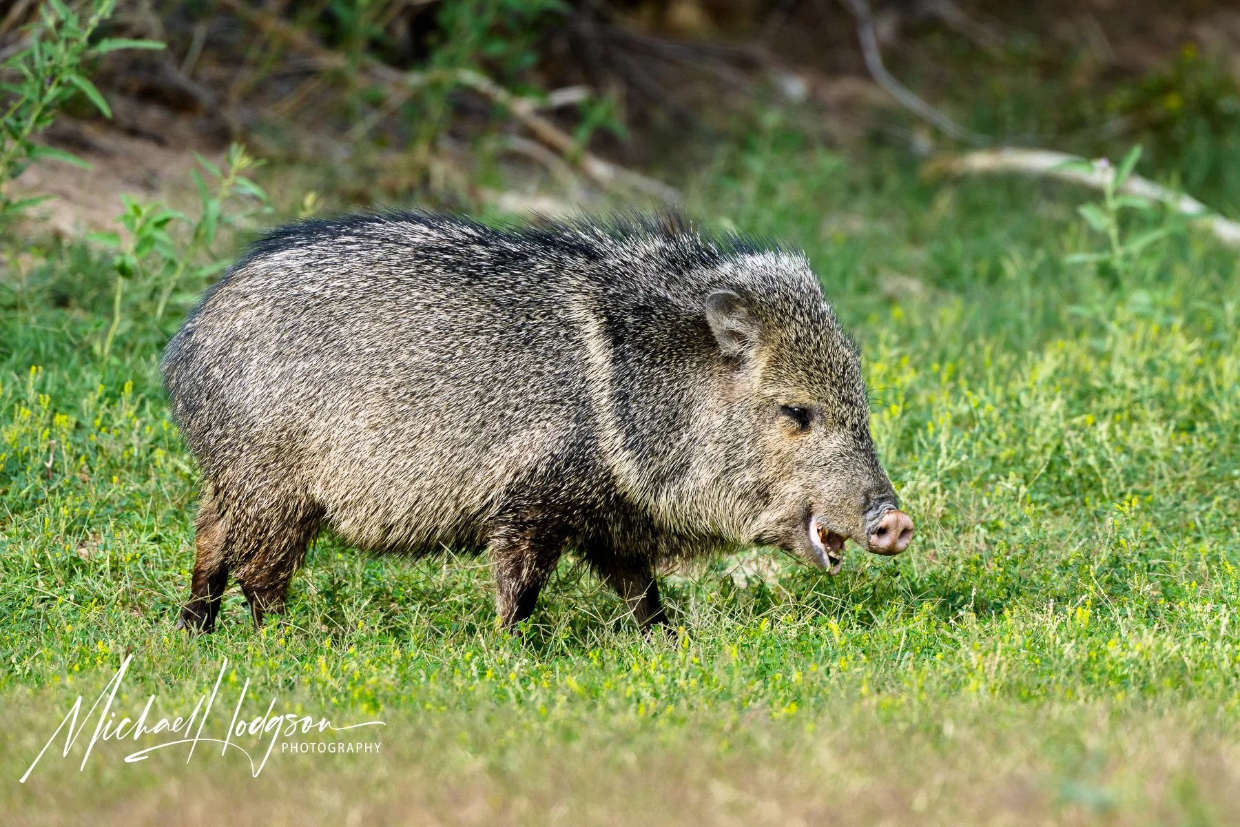 Javelina eating at Daniels Ranch in Big Bend National Park