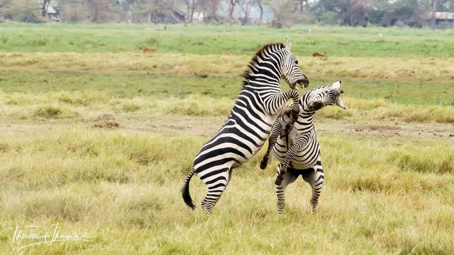 Two zebras fighting during a Kenyan photo safari