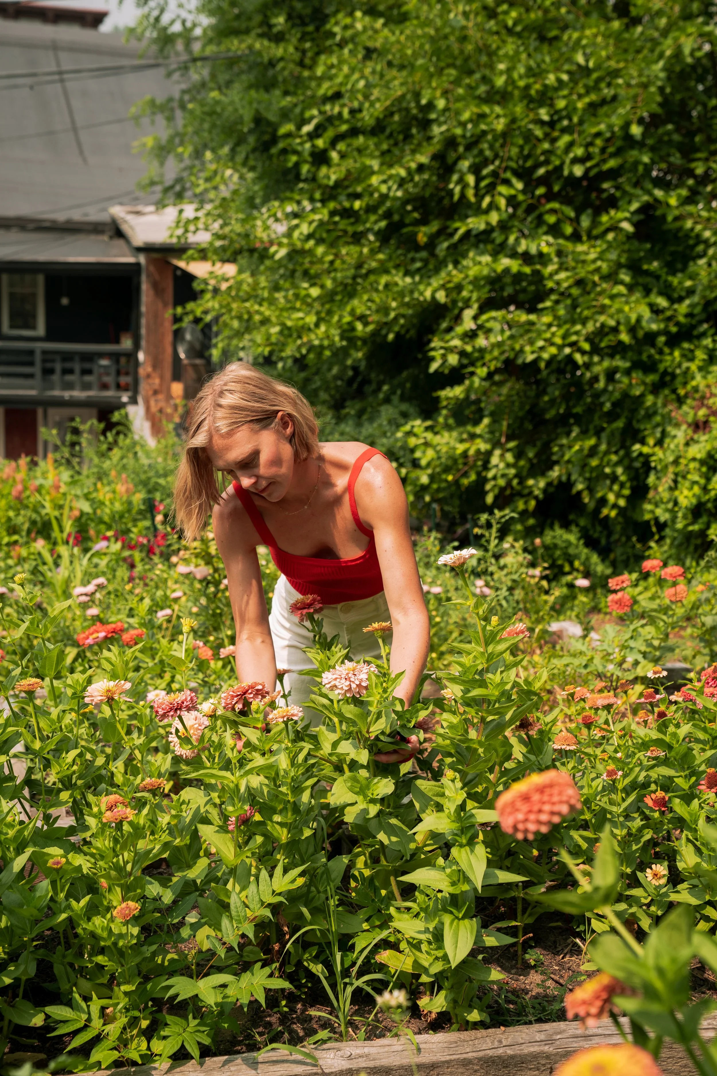 petal to the metal.webp