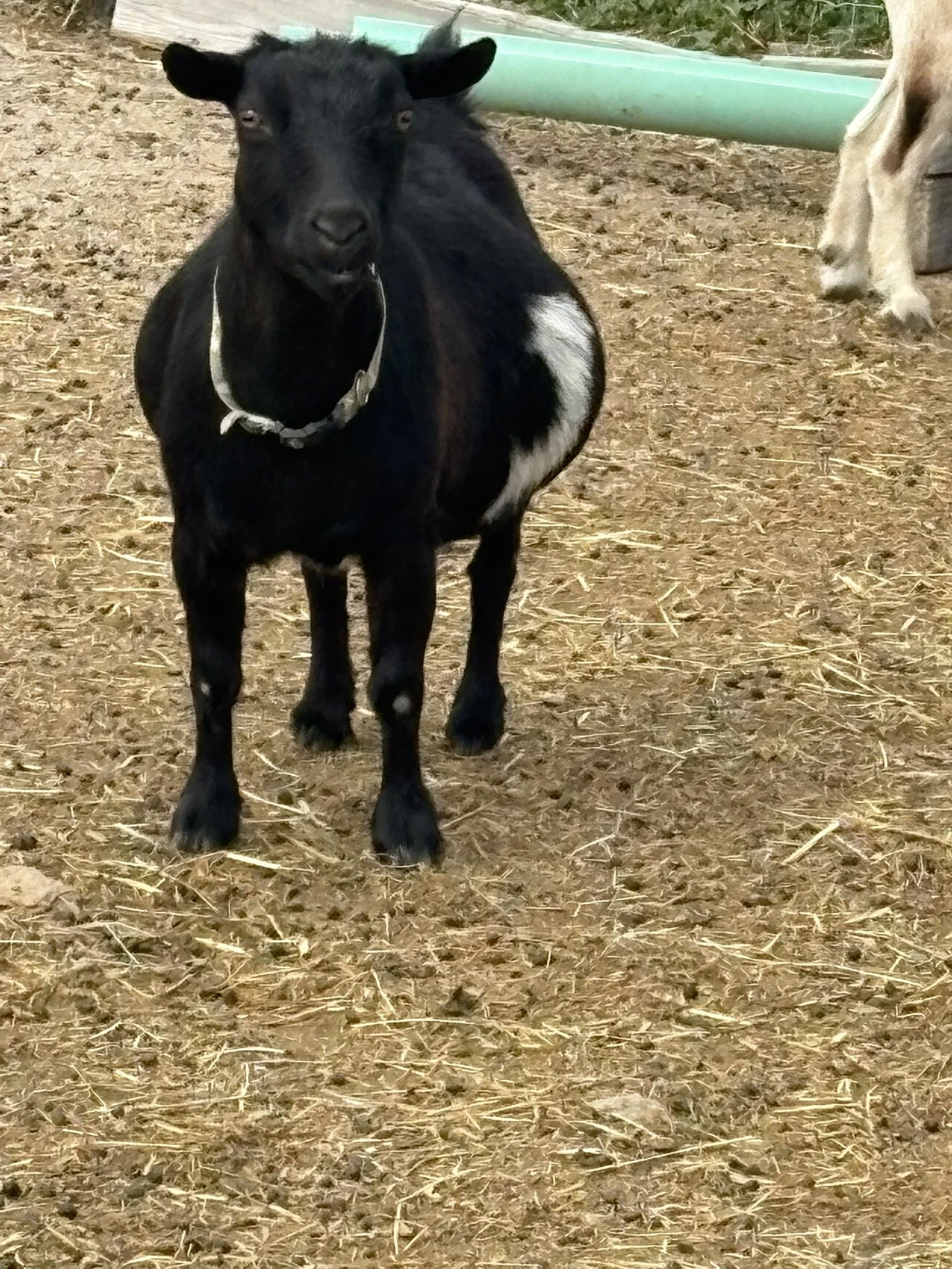 A black goat standing on dirt ground outdoors, with a green pipe and a partial view of another animal in the background.