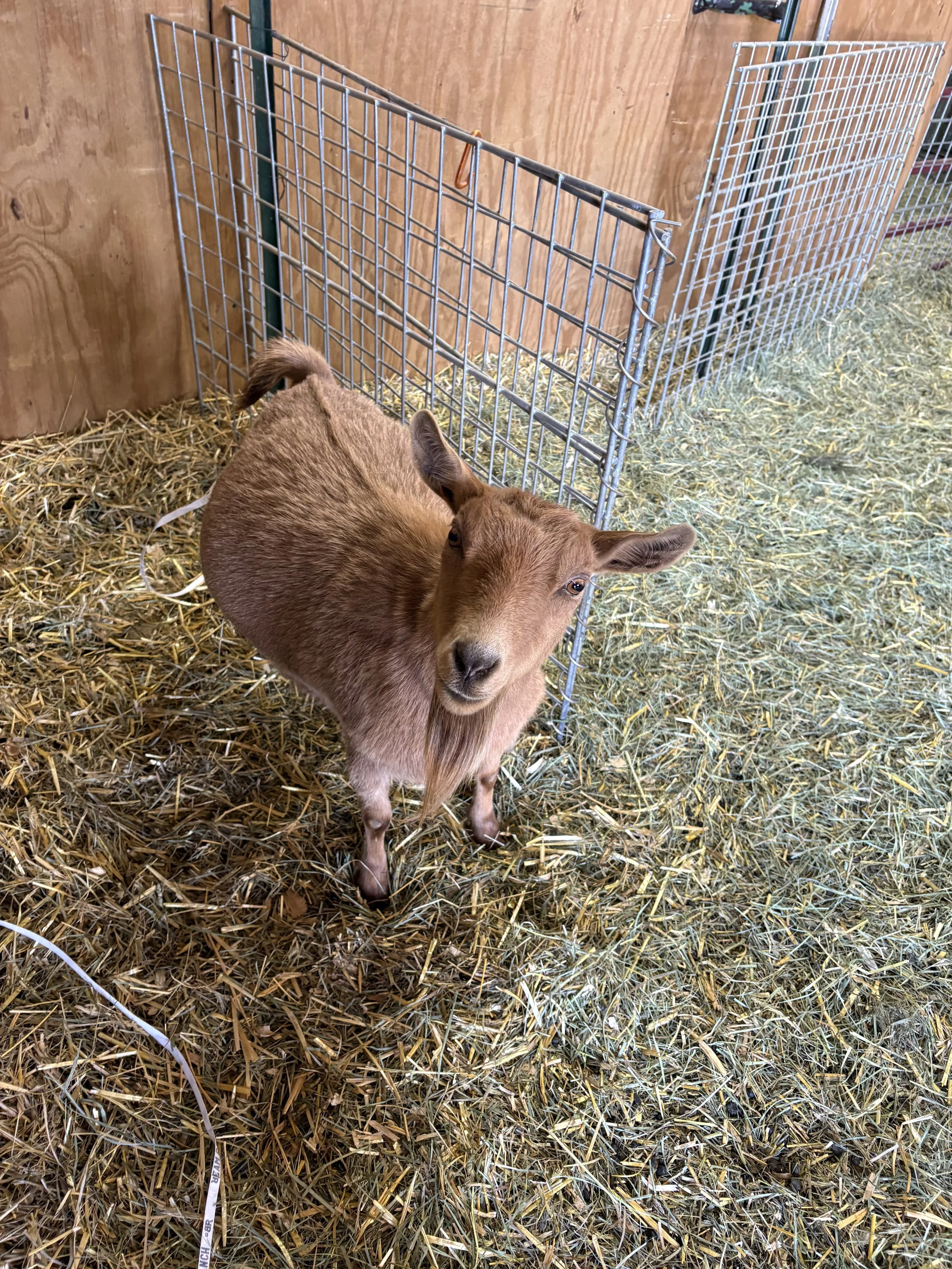 A small brown goat standing on hay inside a pen with metal fencing and wooden walls.