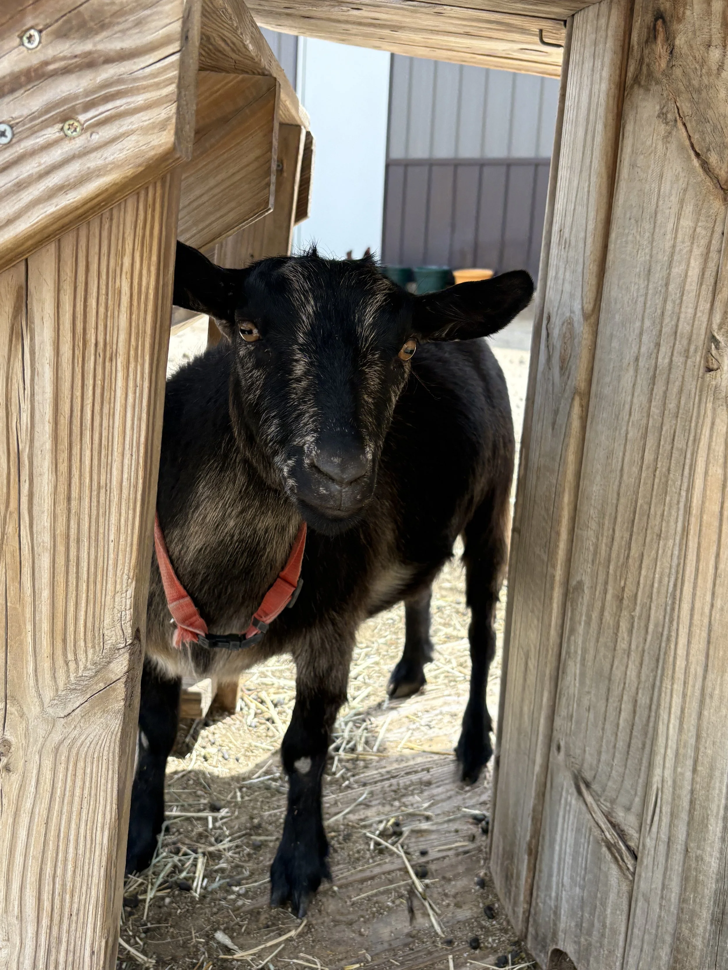 A young black goat with white markings on its face standing inside a wooden goat shed, looking directly at the camera.