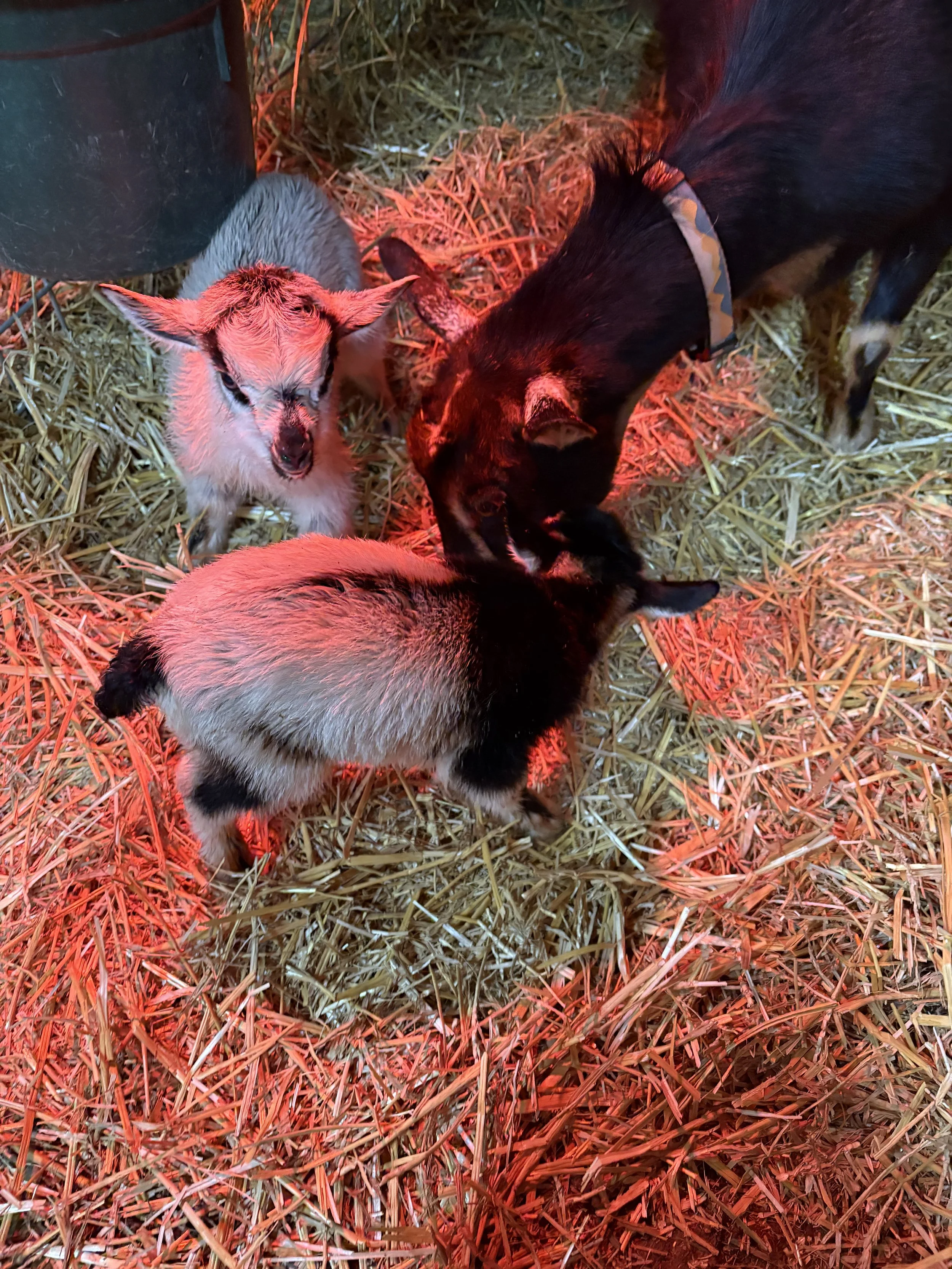 Young goat and two young pigs in a barn with straw bedding, illuminated by red light.