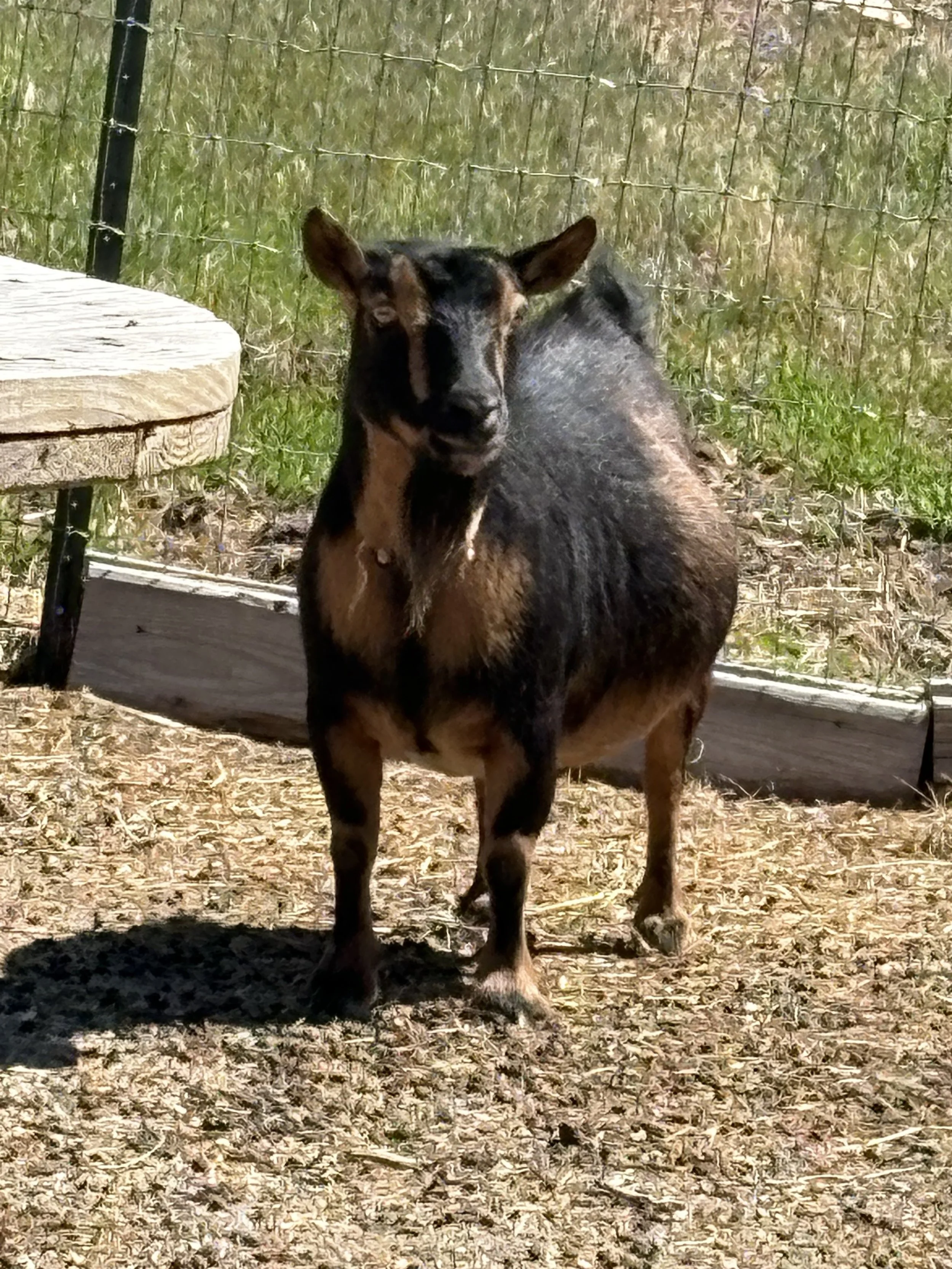 A small goat with black and brown fur standing on dirt and surrounded by a wire fence.