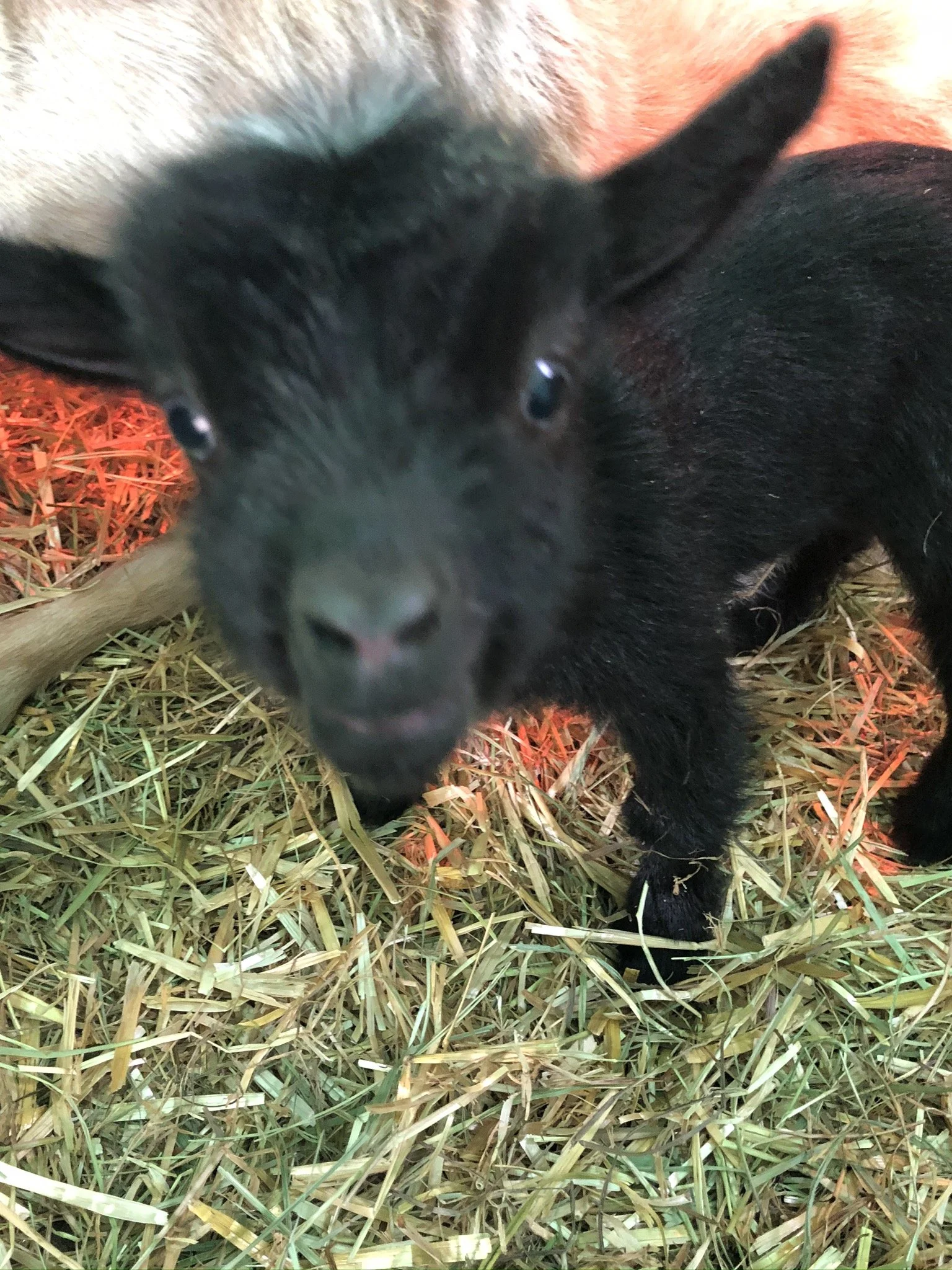 A small black puppy with shiny fur lying on a bed of straw or hay, partially obscured, with its face near the camera and a small pink tongue visible.