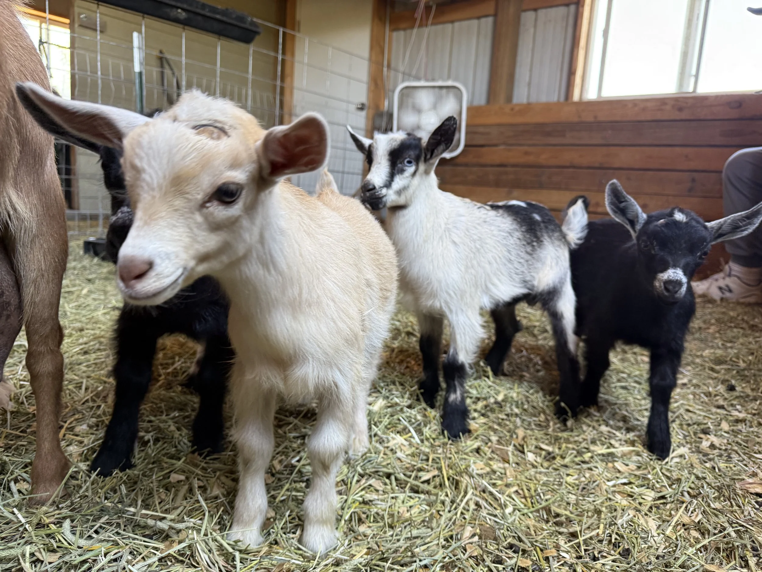Several baby goats in a barn with wooden walls and a window, standing on straw-covered floor.