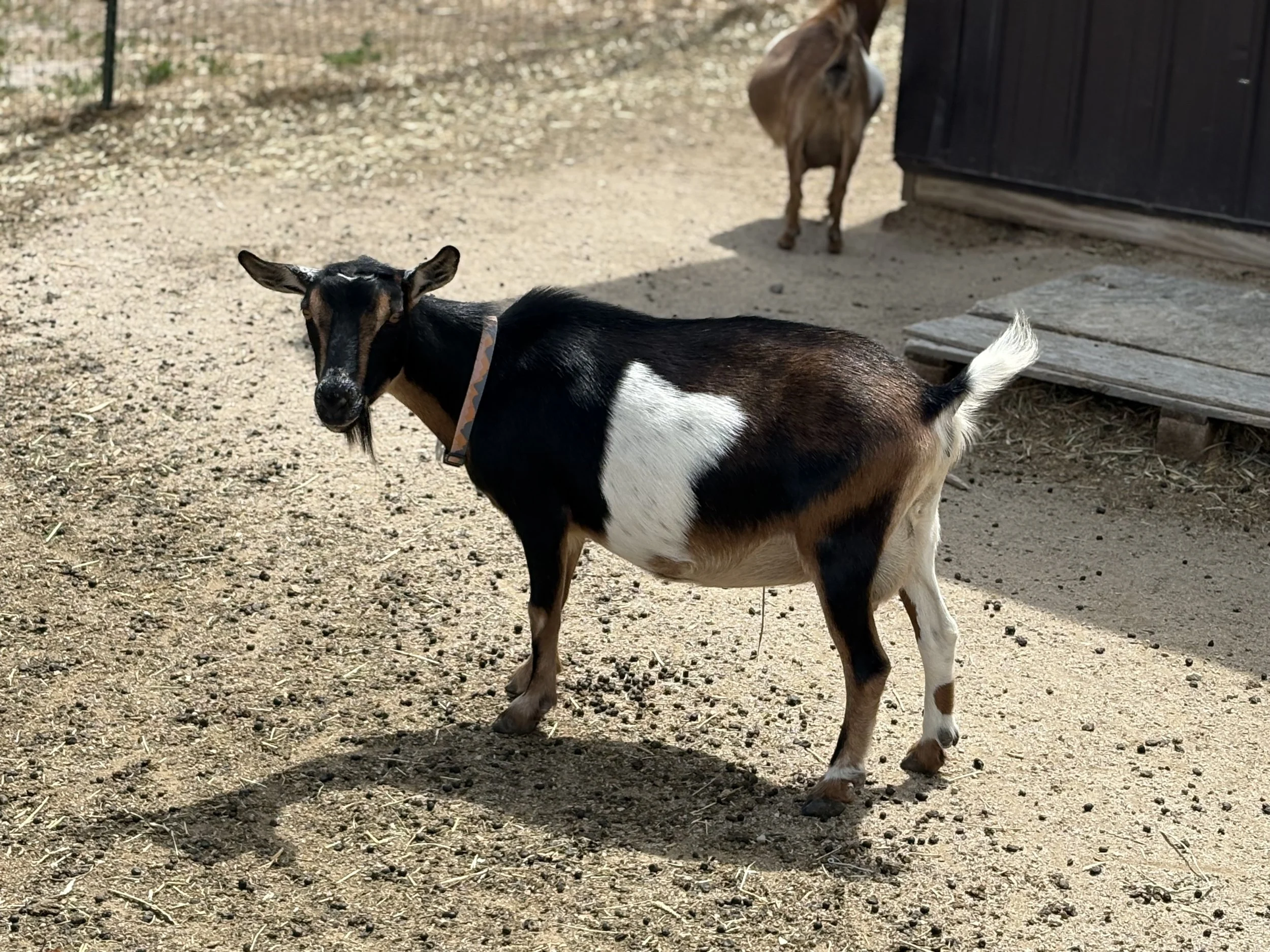 A small black, white, and brown goat with a collar on standing on dirt ground, and a brown horse side partially visible near a black building in the background.