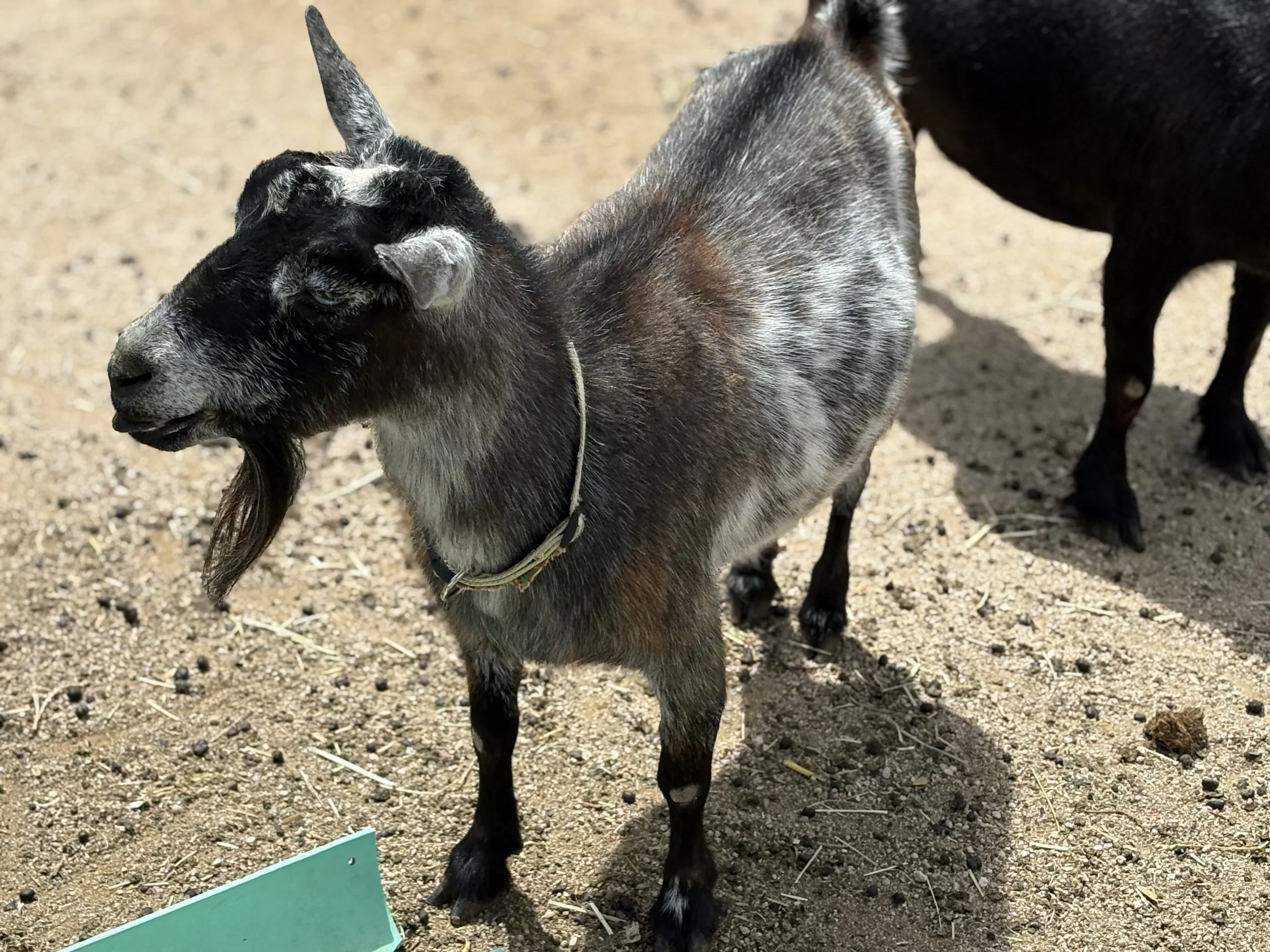 A specific breed of goat with black and white fur, standing on a dirt ground with small black pellets and a green sign in the foreground.