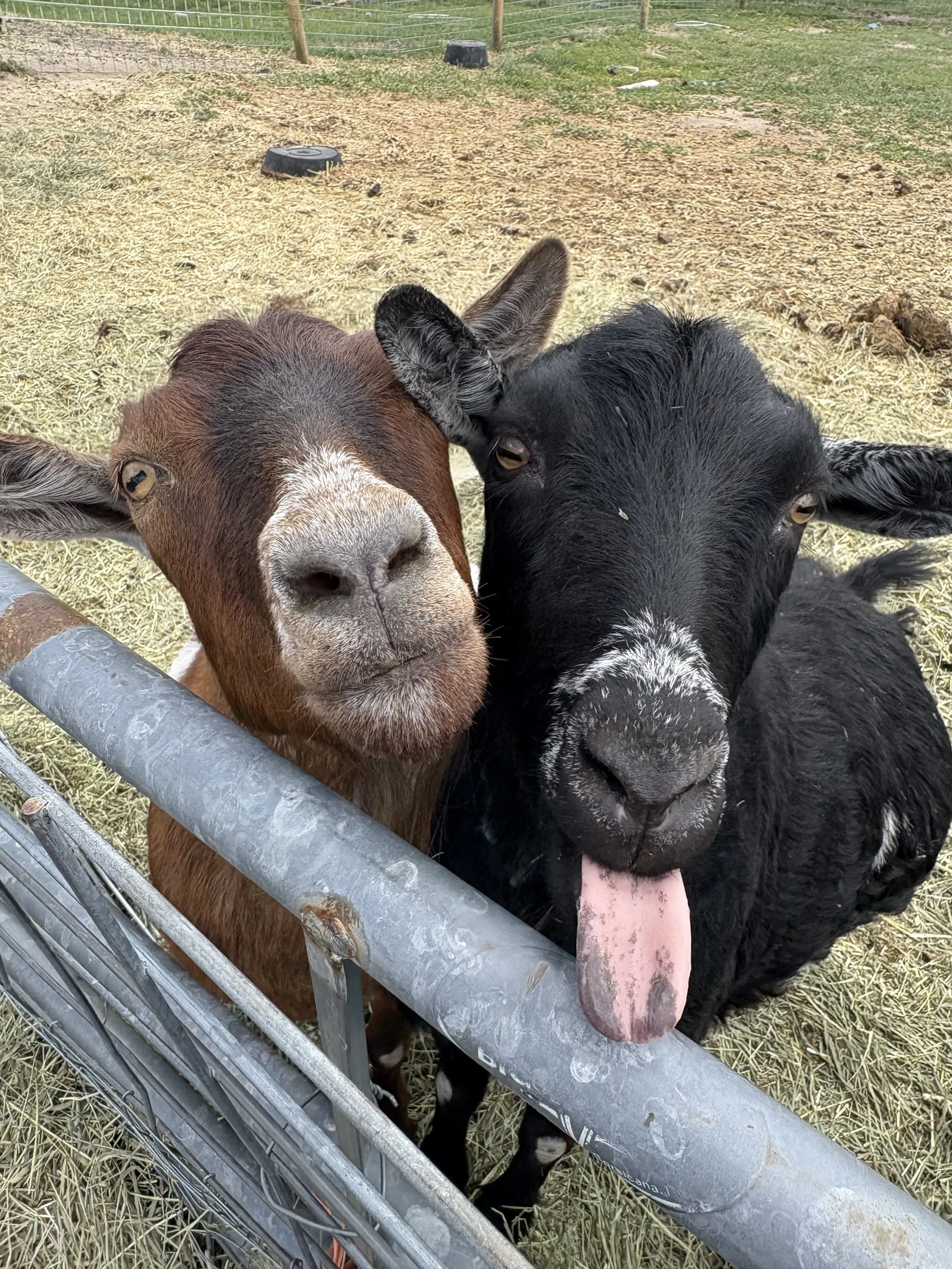 Two goats, one brown and one black, are close to each other behind a metal enclosure, with their heads near the camera. The black goat has its tongue sticking out.