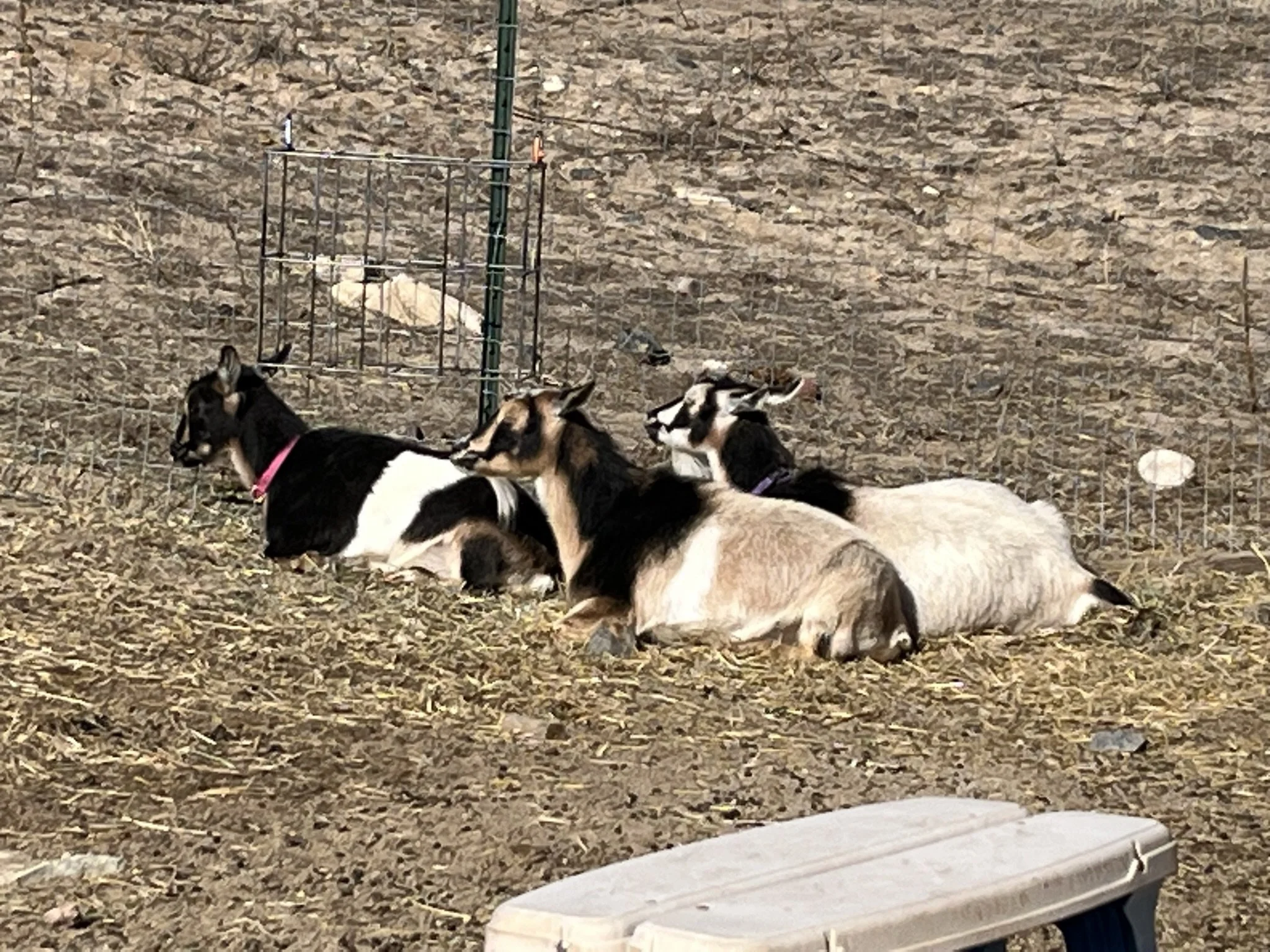 A group of puppies resting and laying on dirt ground in front of a metal fence with a birdhouse mounted on a pole in the background.