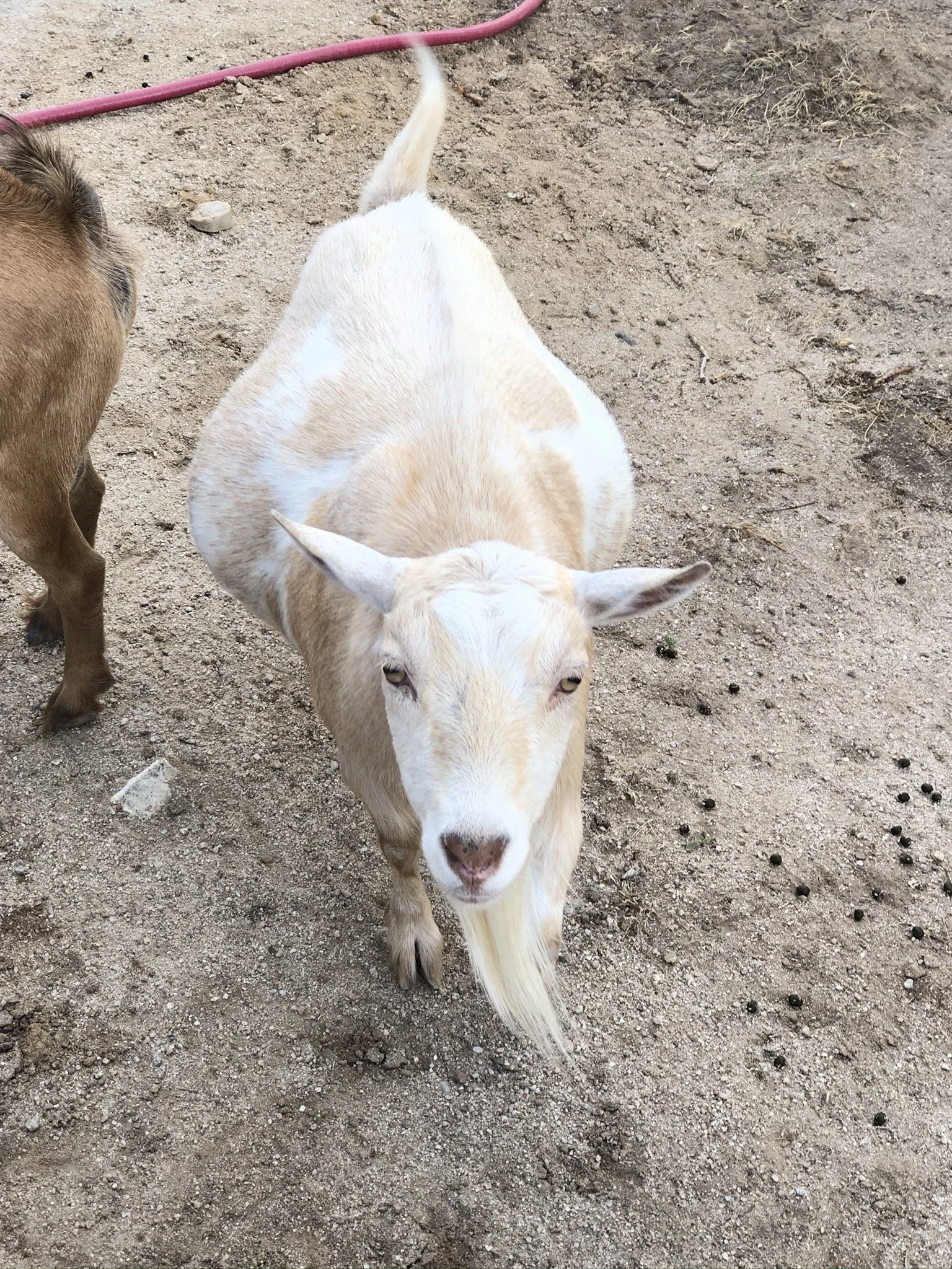 A cream-colored goat with a heart-shaped marking on its nose, standing on dirt ground with scattered small droppings.