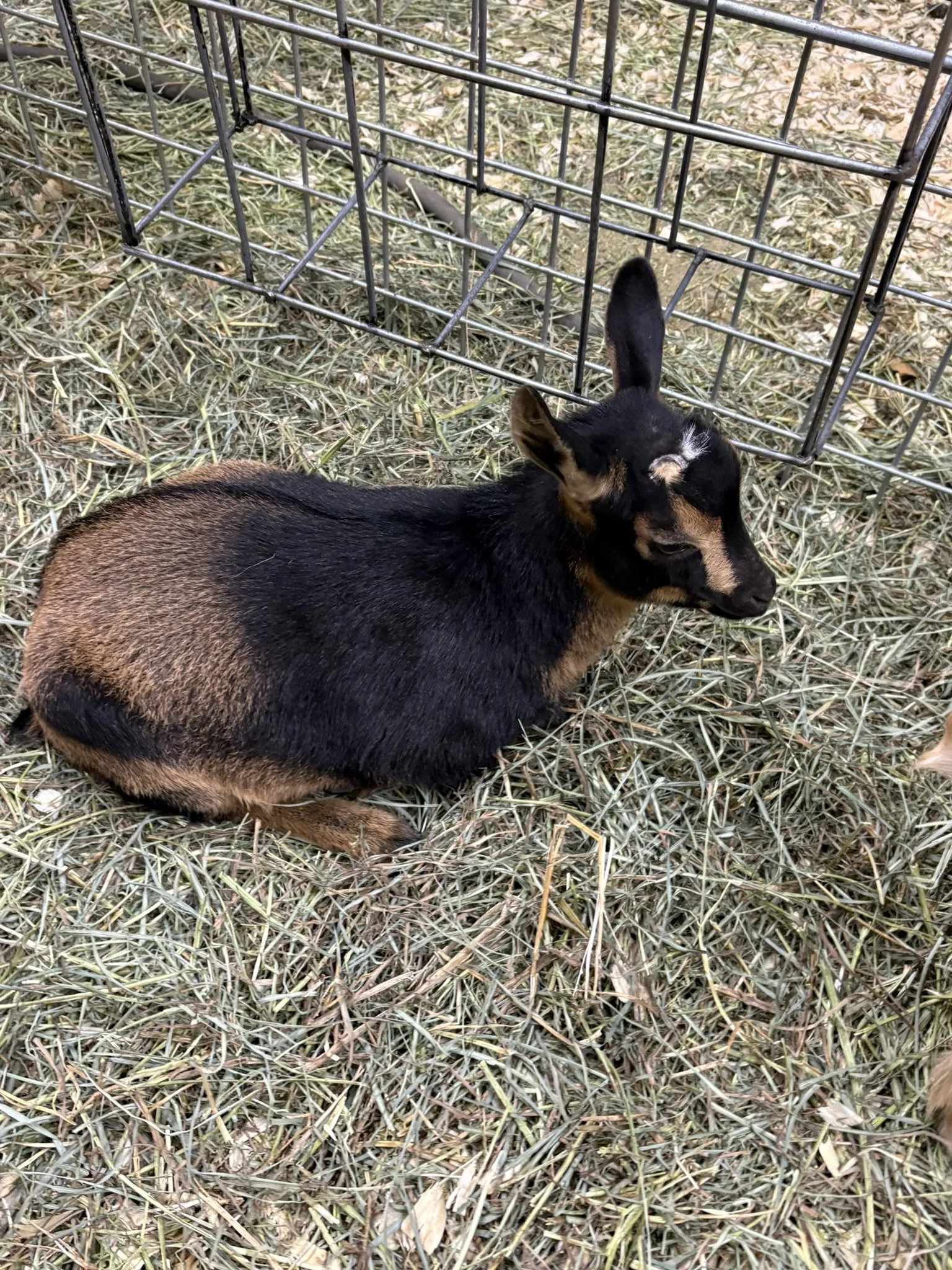 Small black and brown goat lying on straw and grass near a wire cage.