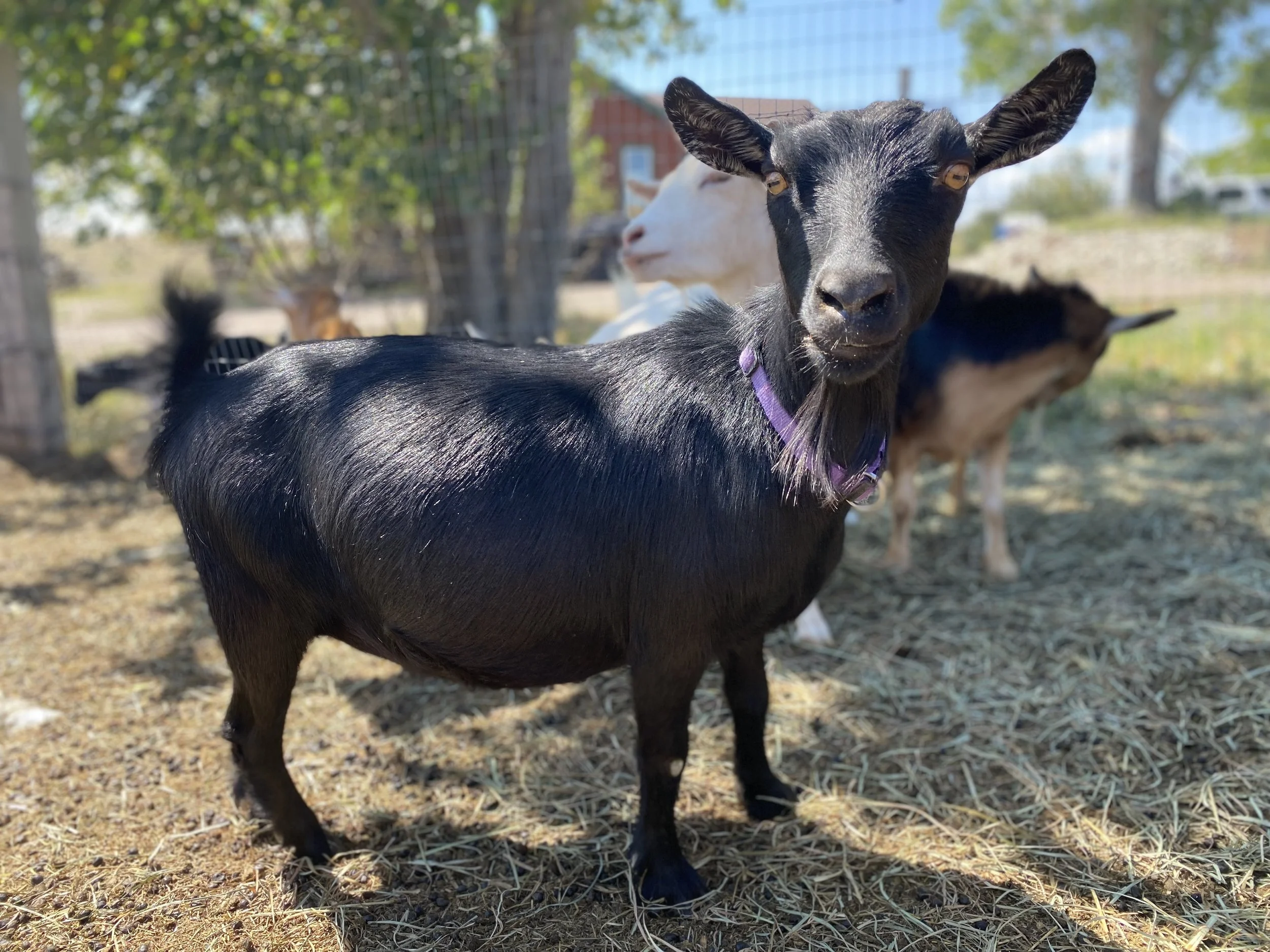 A close-up of a black goat with a purple collar, looking directly at the camera, with a white goat in the background, other goats, trees, a fenced area, and a building in the distance.