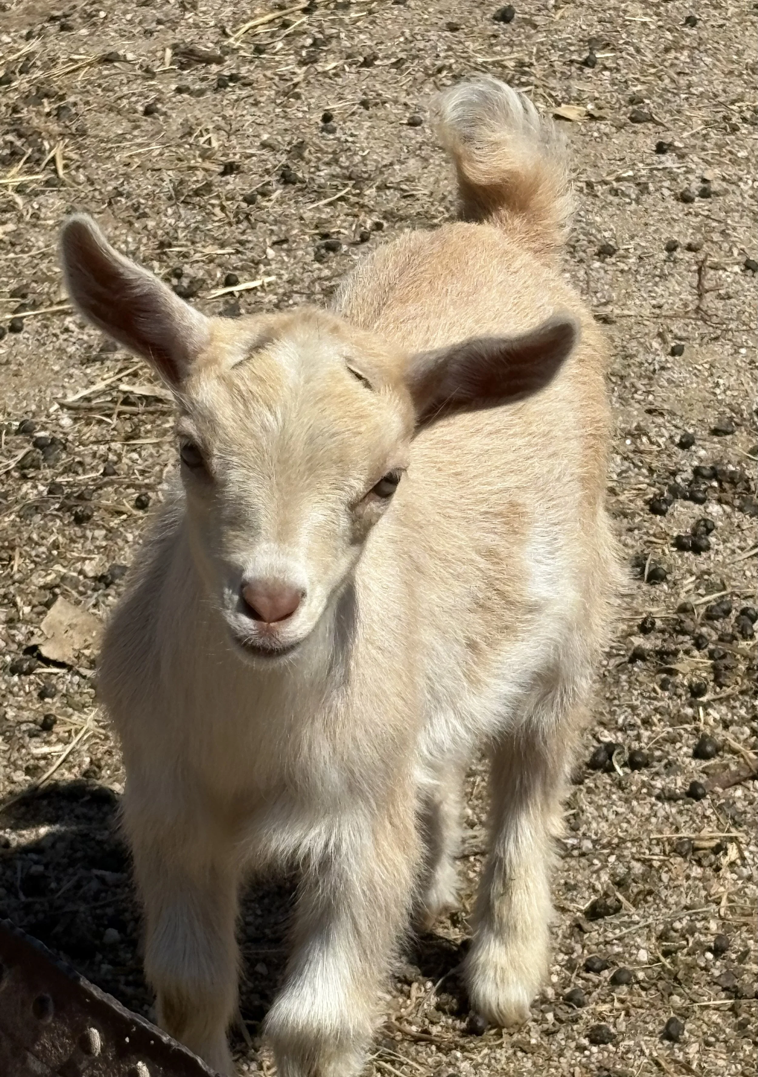 A light-colored goat with closed eyes standing on dry soil.