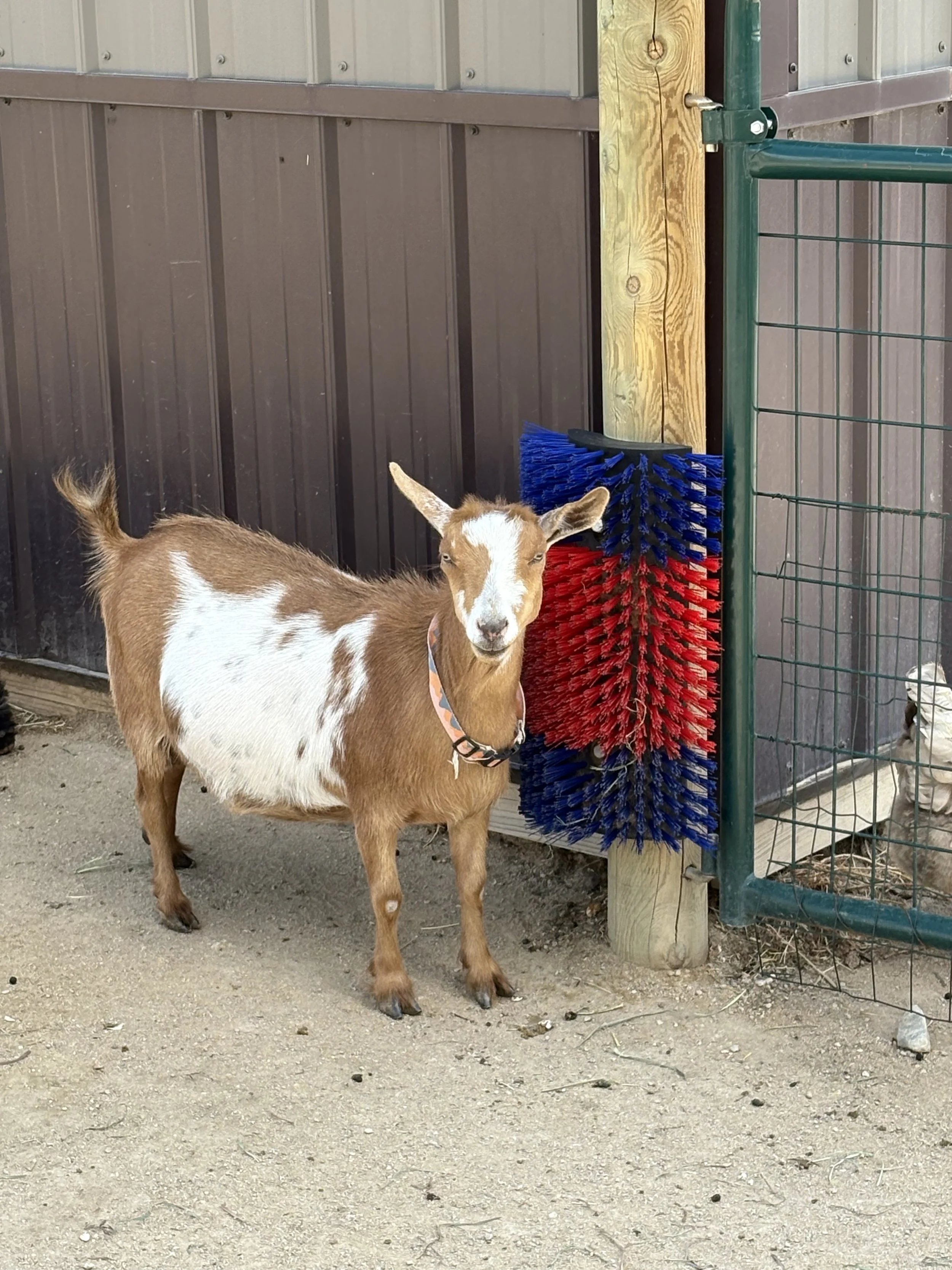 A brown and white goat standing outdoors next to a cleaning brush attached to a post, with a wooden fence and building in the background.
