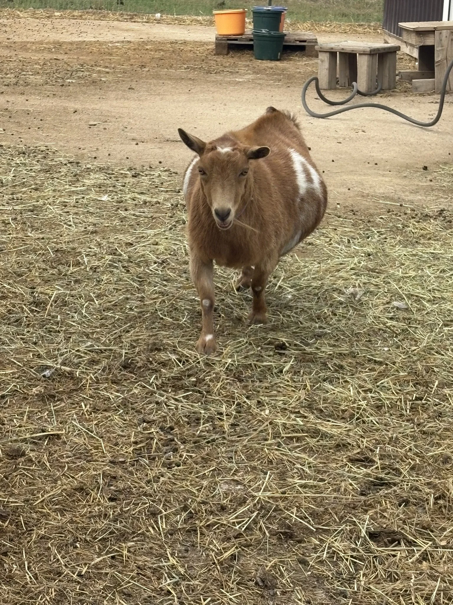 A small brown goat with white patches on its side standing on a straw-covered ground in a farm setting, with flower pots and wooden structures in the background.