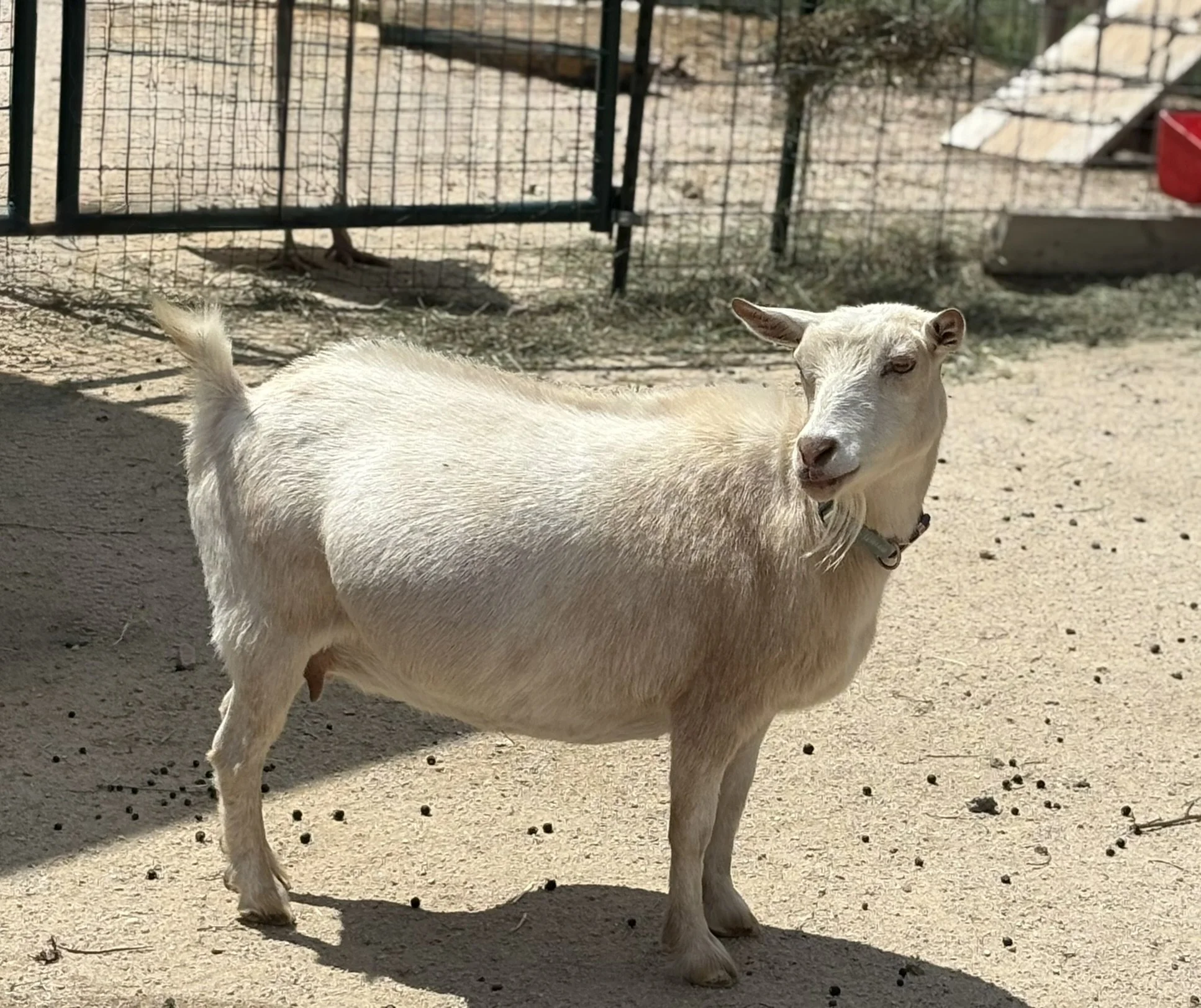 A white goat standing on sandy ground in front of a wire fence enclosure, with a red object and a wooden structure in the background.
